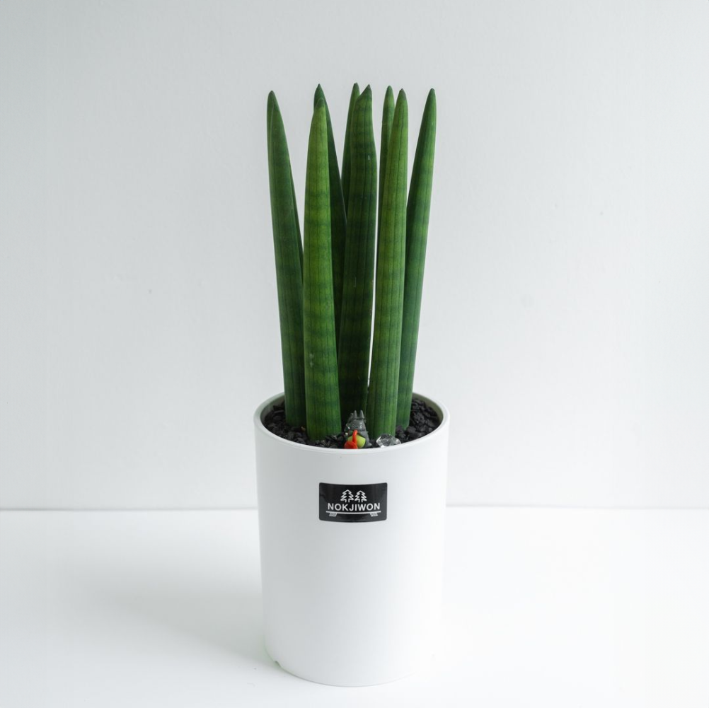 [관엽] 스투키 소형