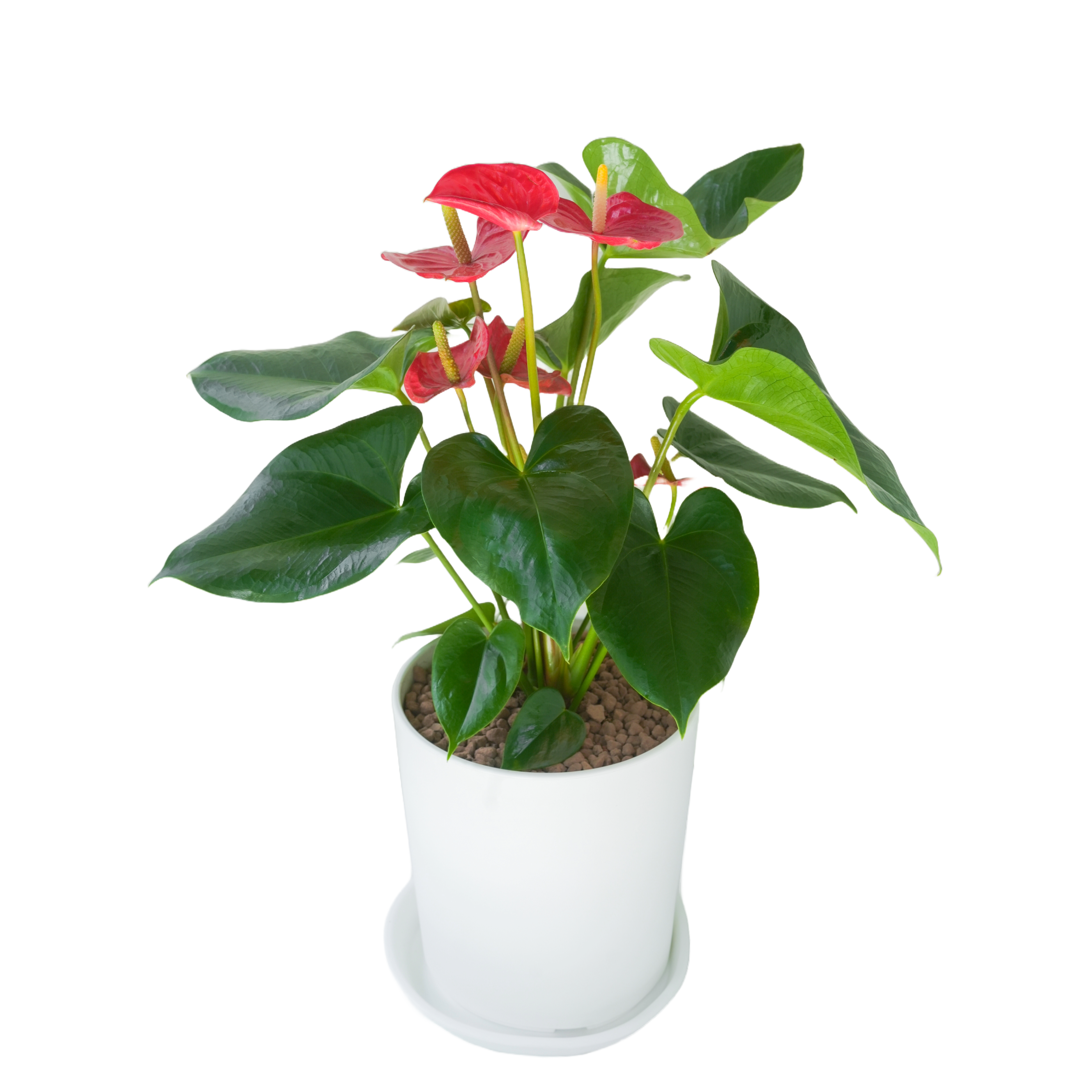 [관엽] 안세리움