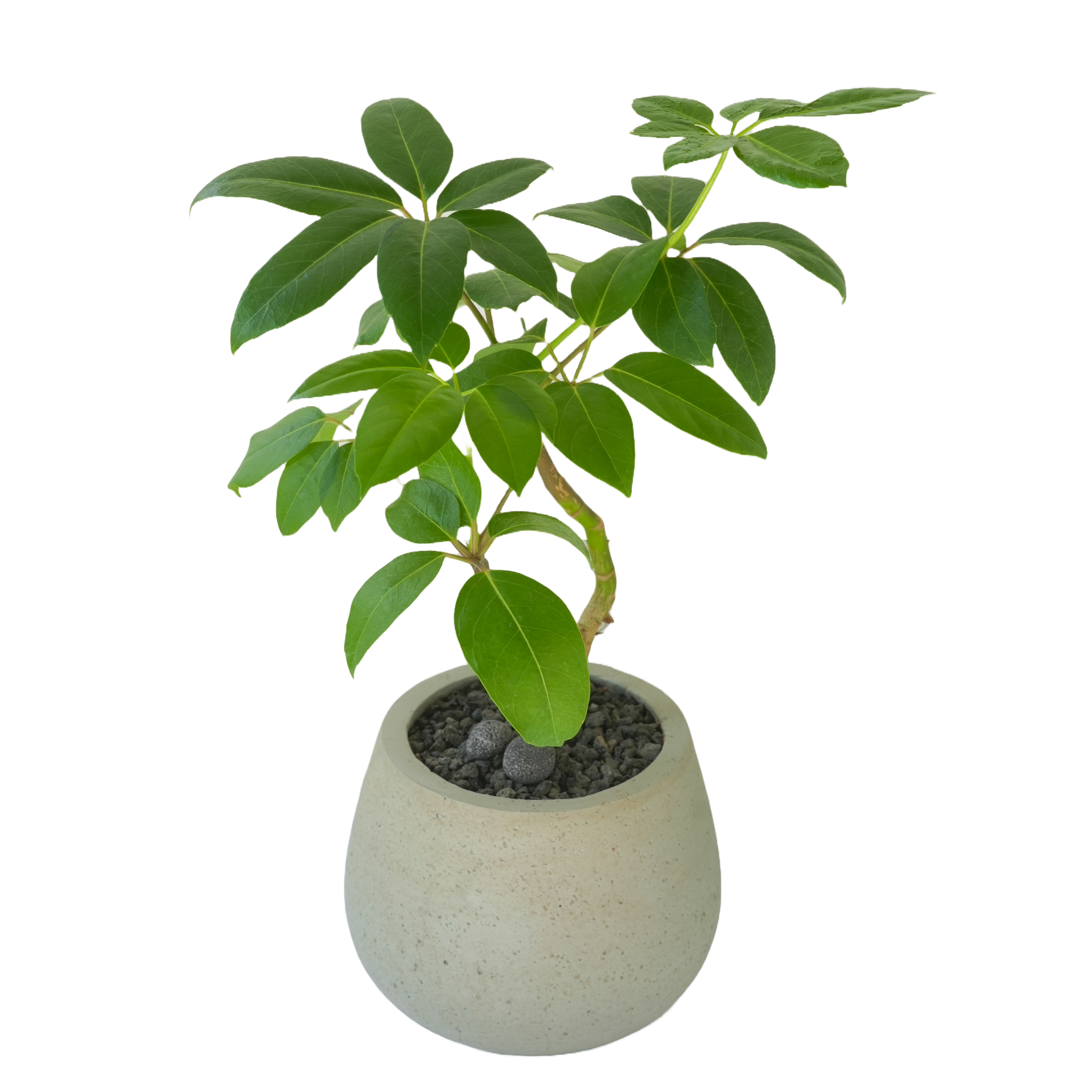 [관엽] 칼라홍콩야자