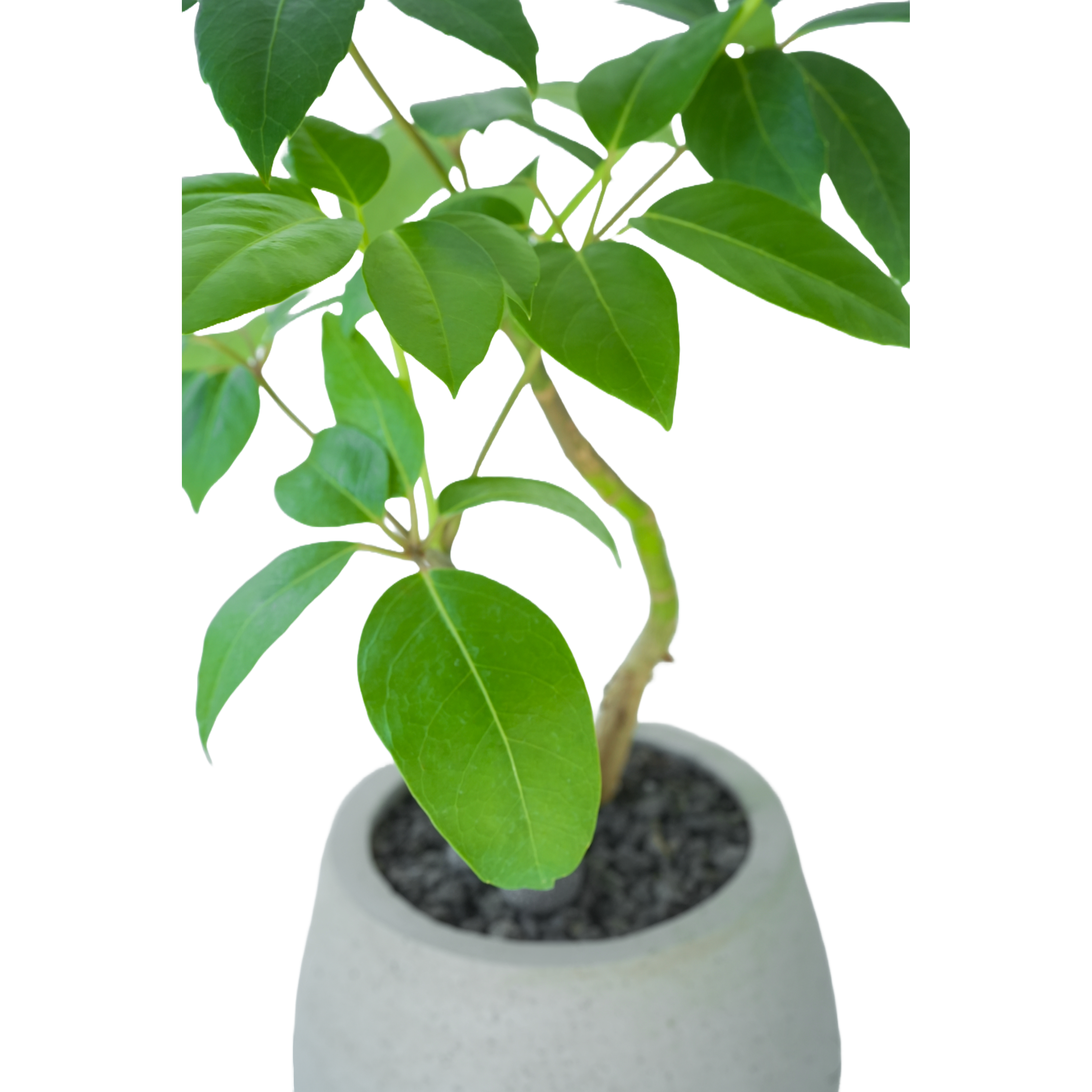 [관엽] 칼라홍콩야자