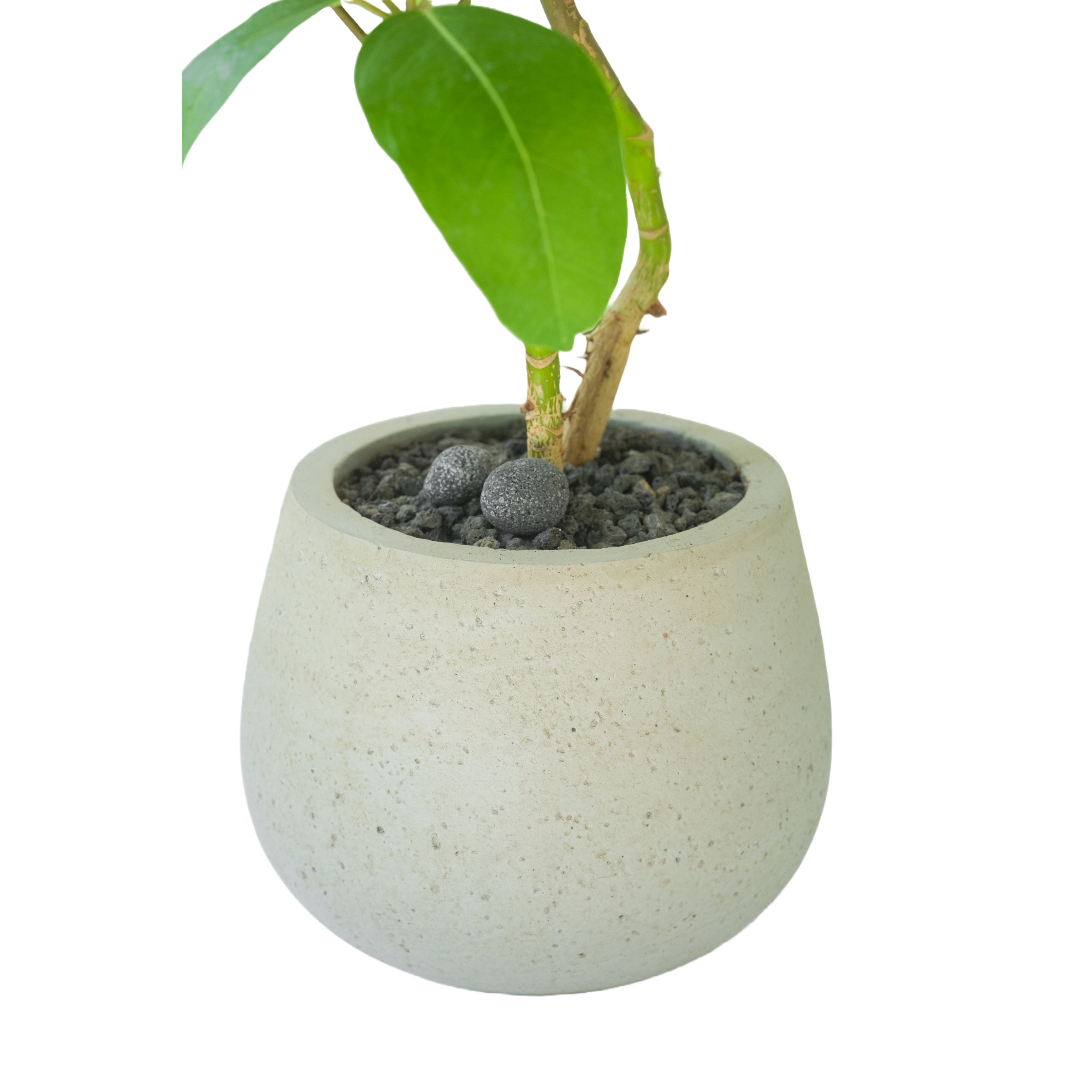 [관엽] 칼라홍콩야자