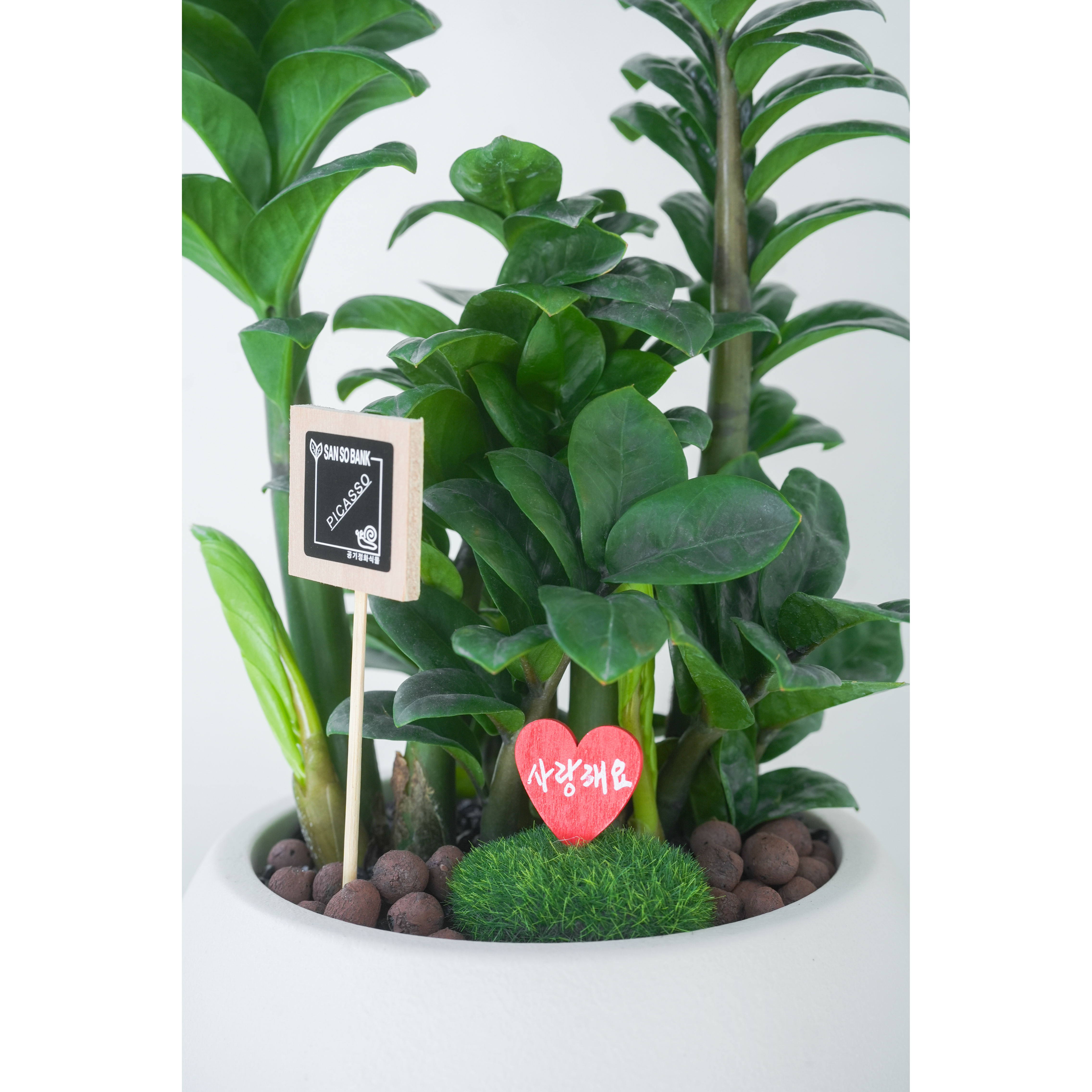 [관엽] 보석금전수 중