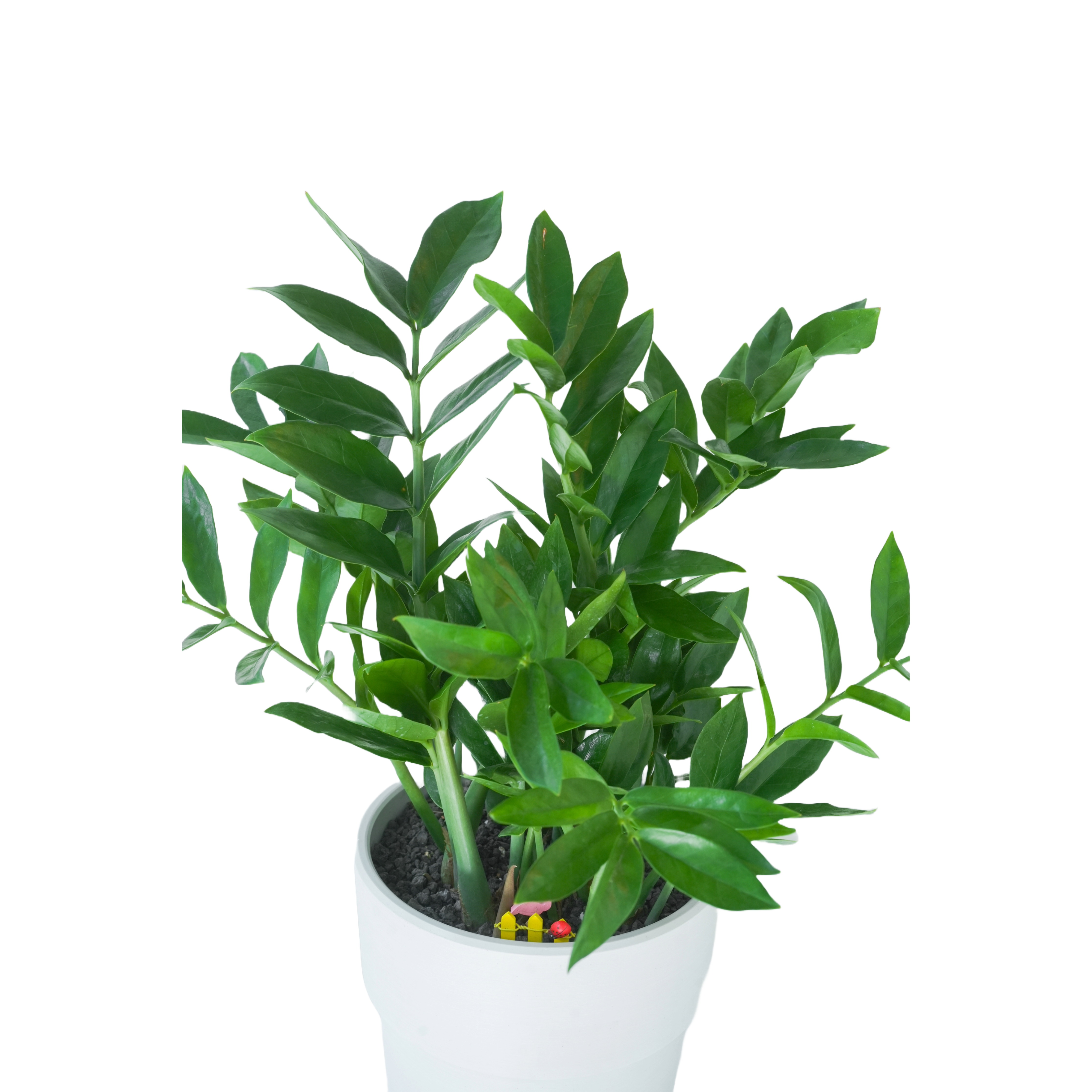 [관엽] 보석금전수