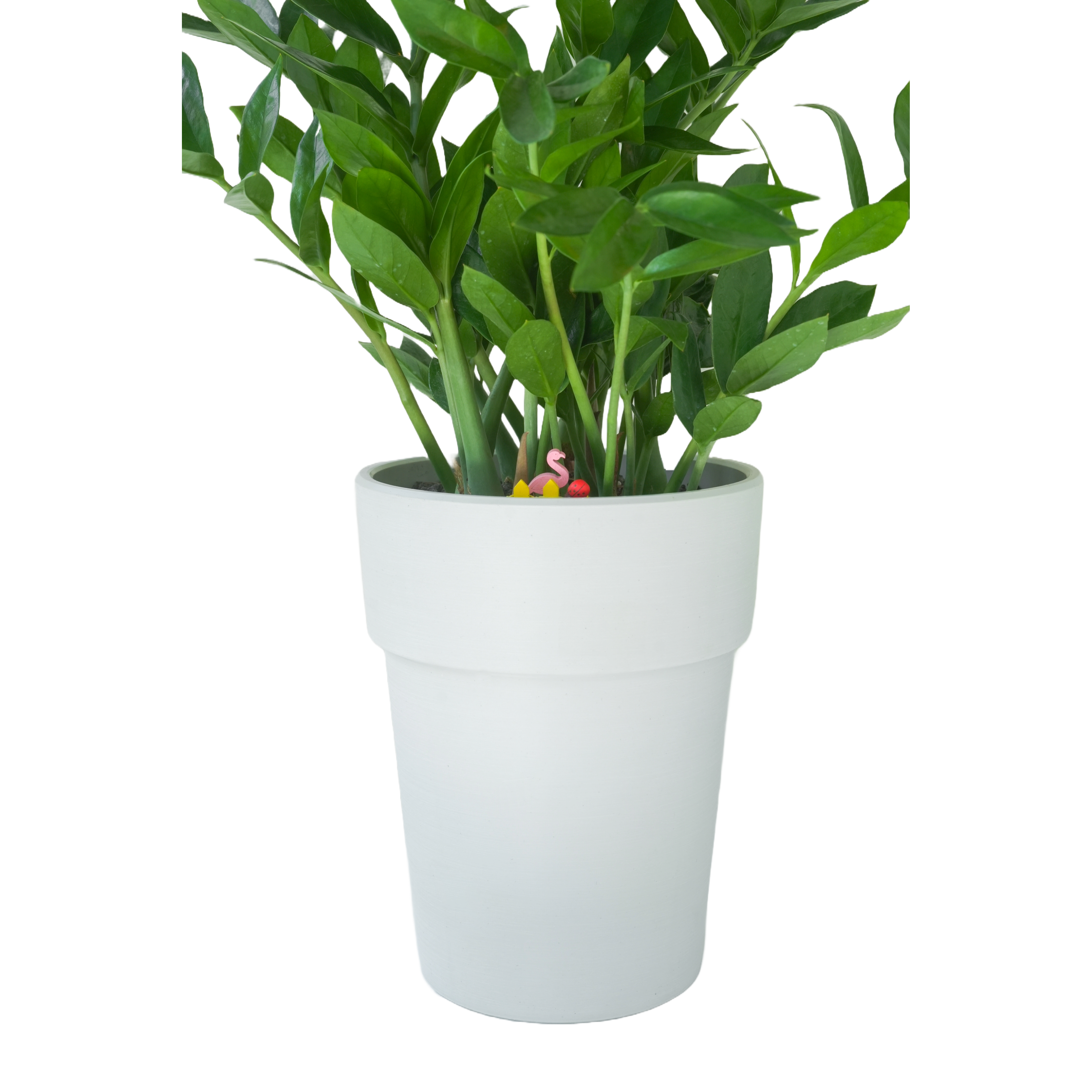 [관엽] 보석금전수