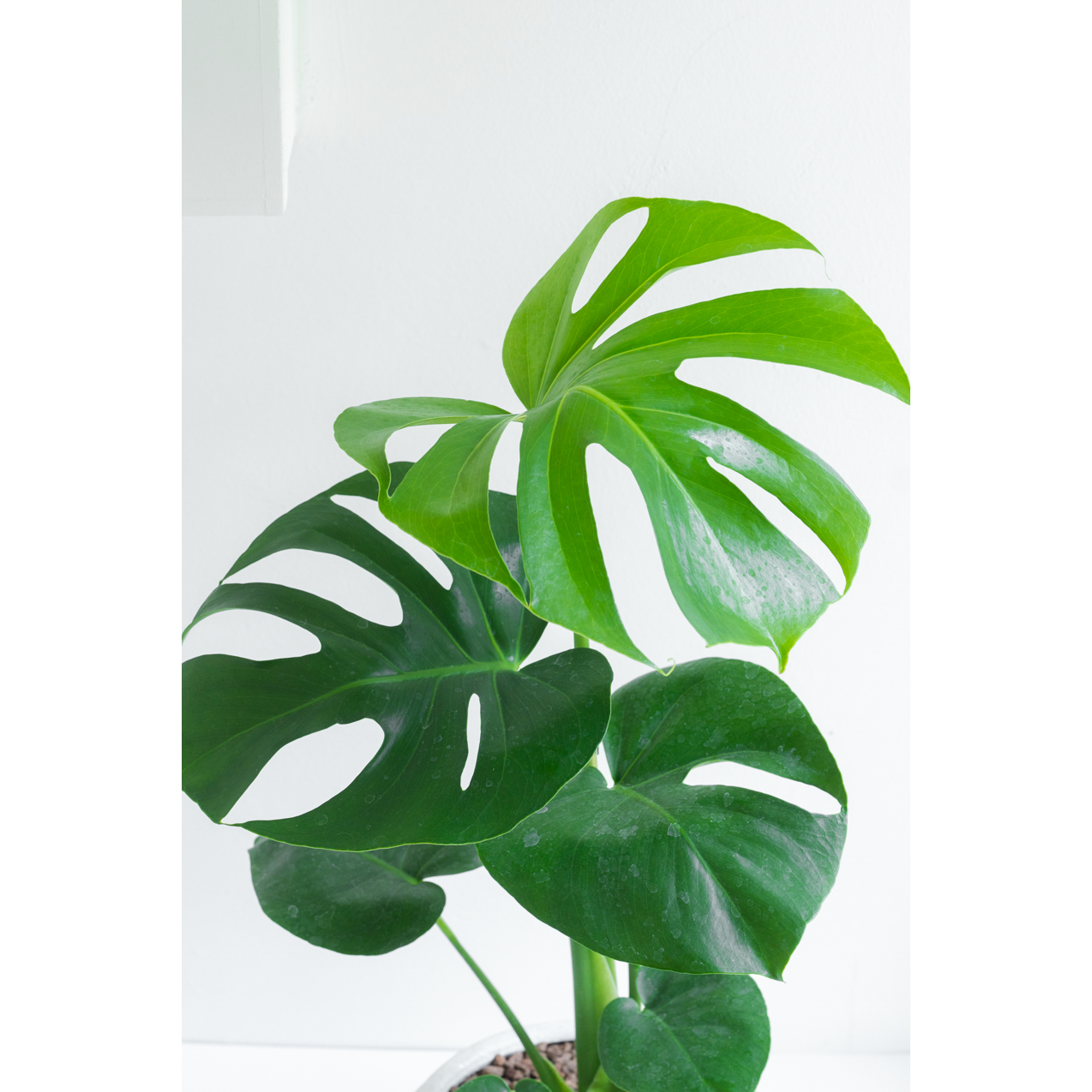 [관엽] 몬스테라