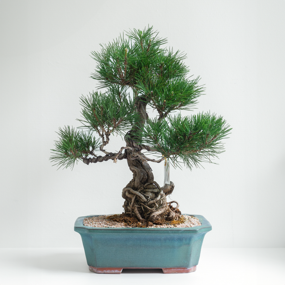 [관엽] 소나무 분재