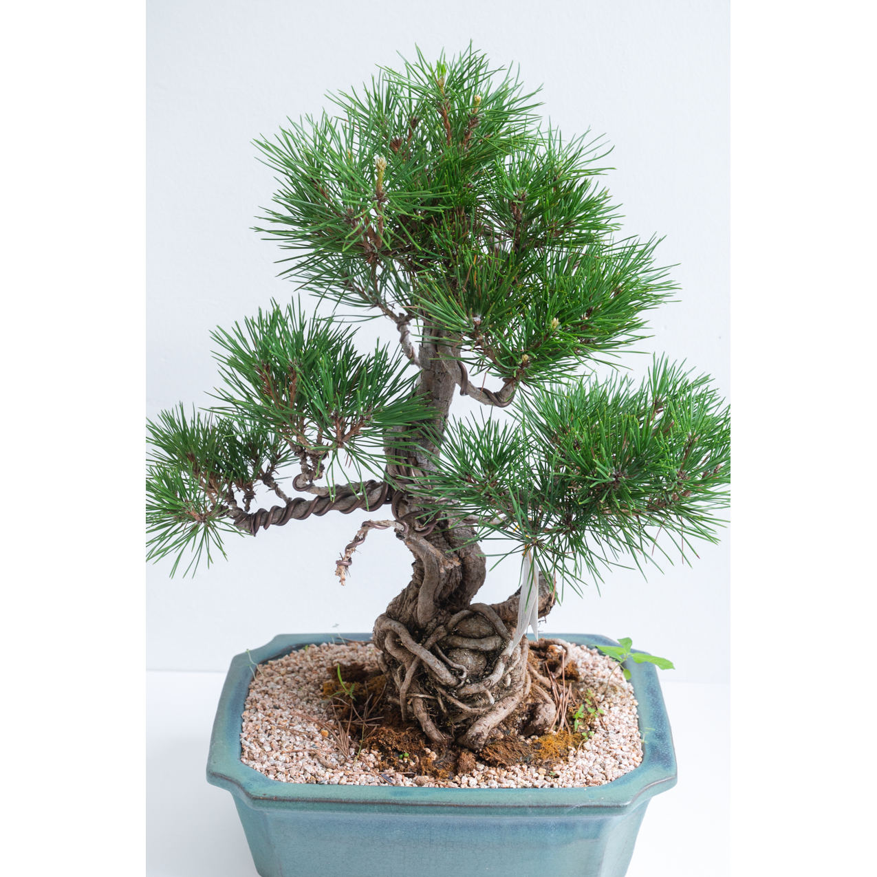 [관엽] 소나무 분재