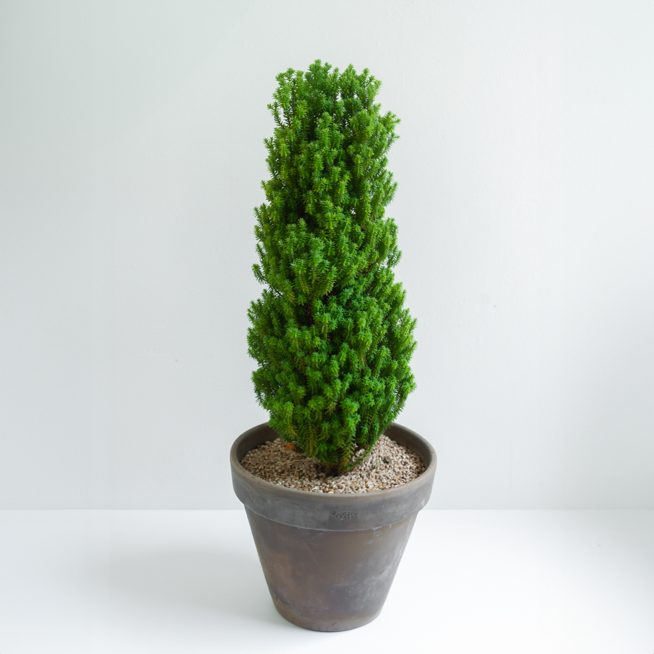 [관엽] 옐로우봉 편백