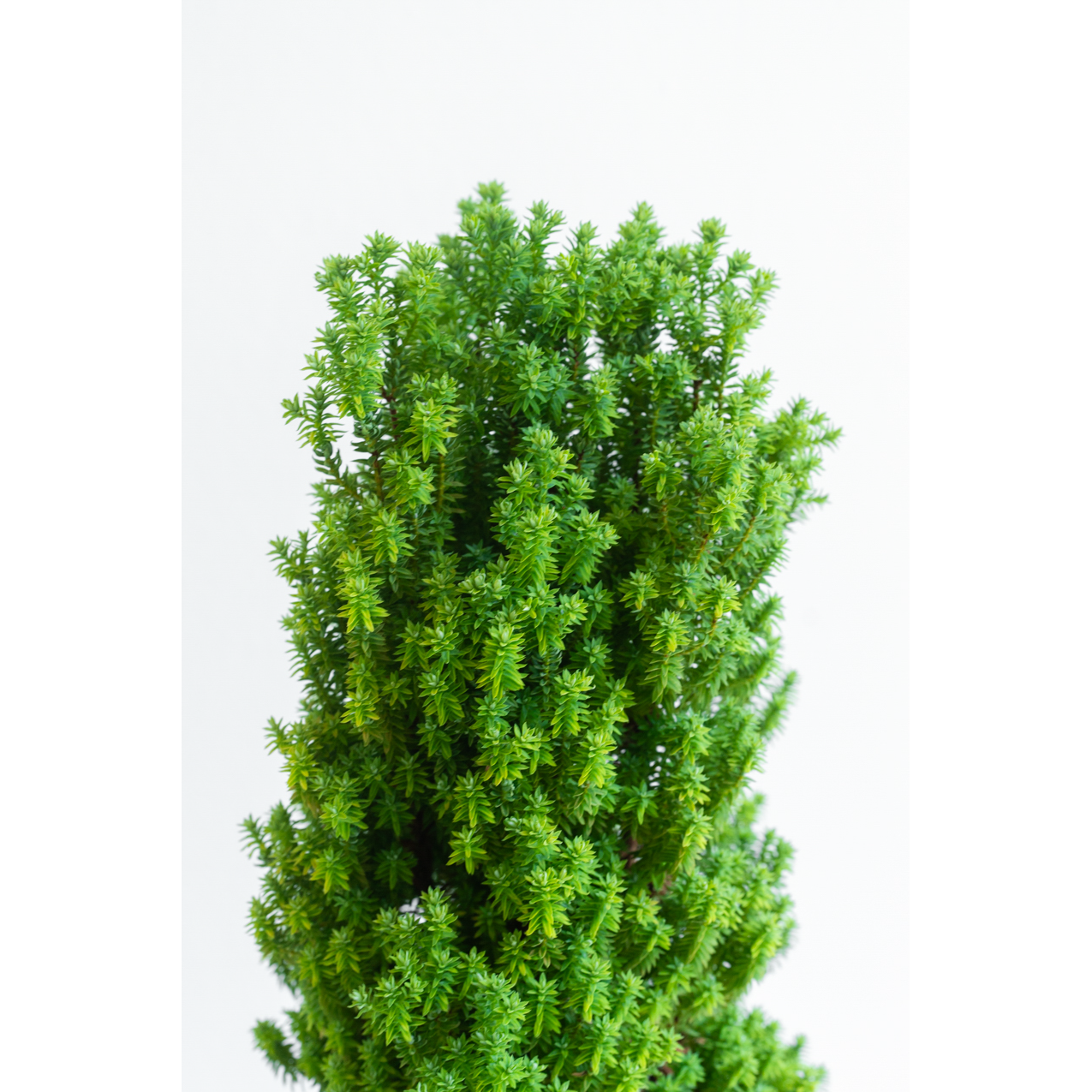 [관엽] 옐로우봉 편백