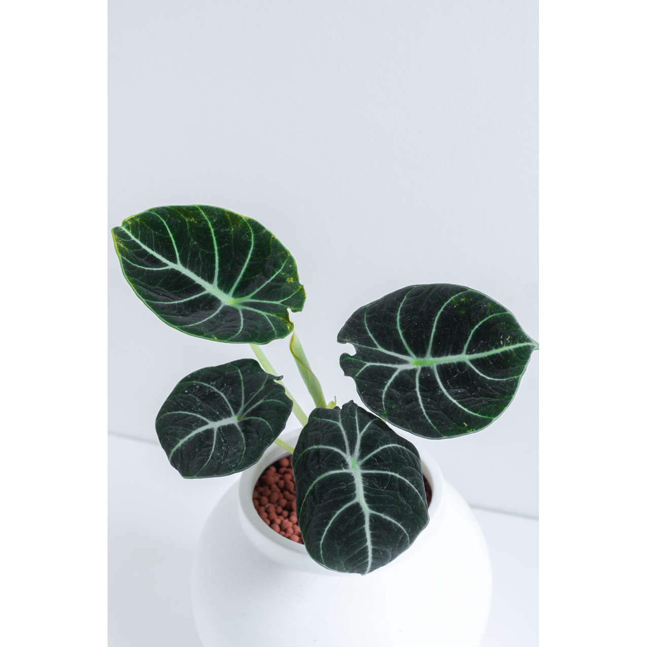 [관엽] 프라이덱