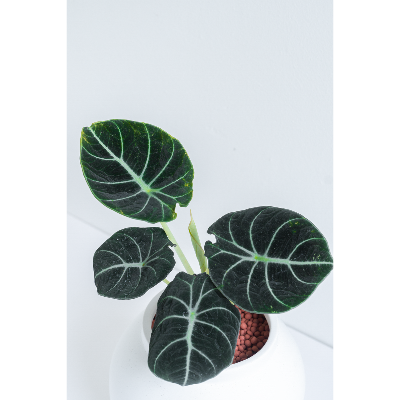 [관엽] 프라이덱