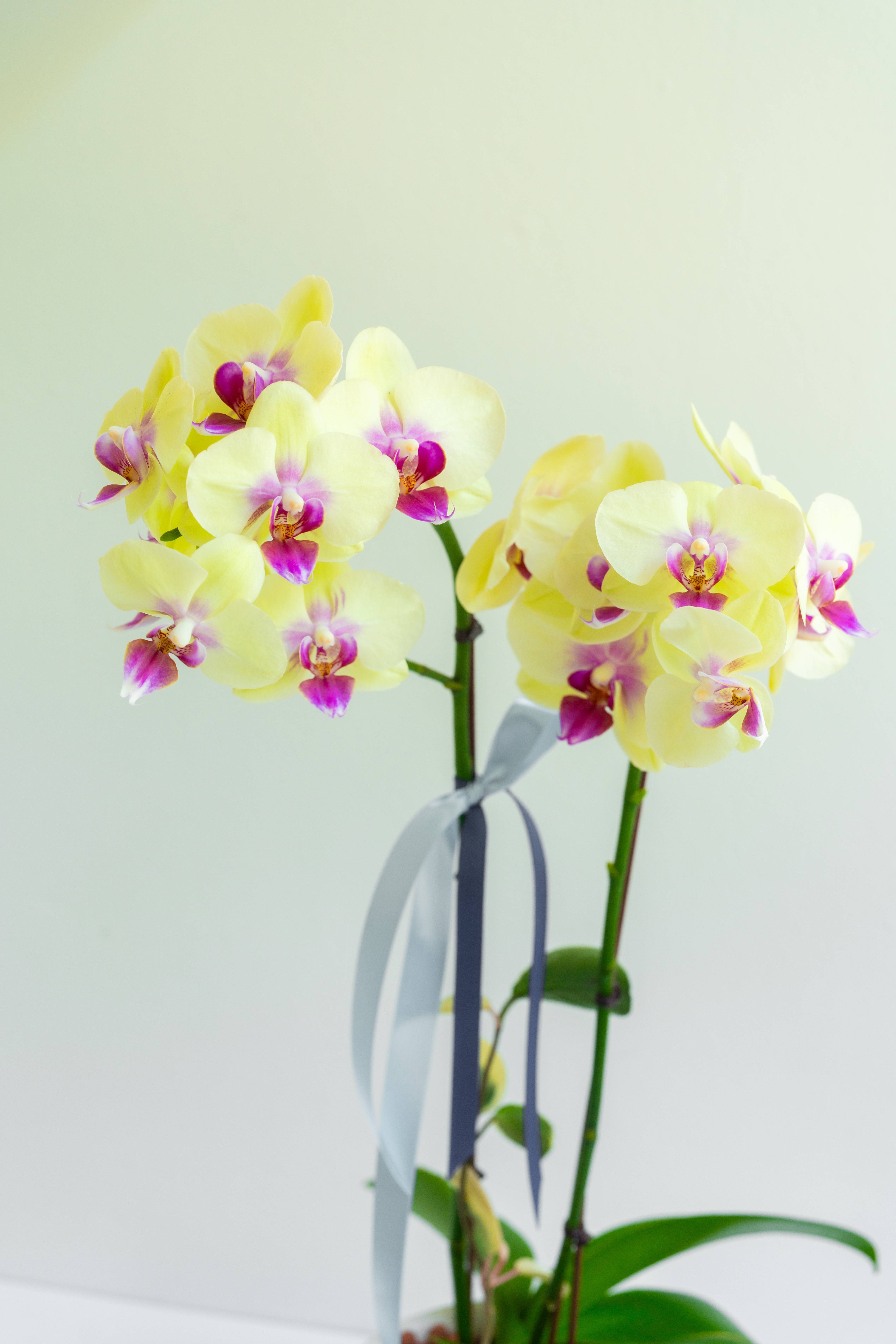 [서양란] 주피터 옐로 호접란