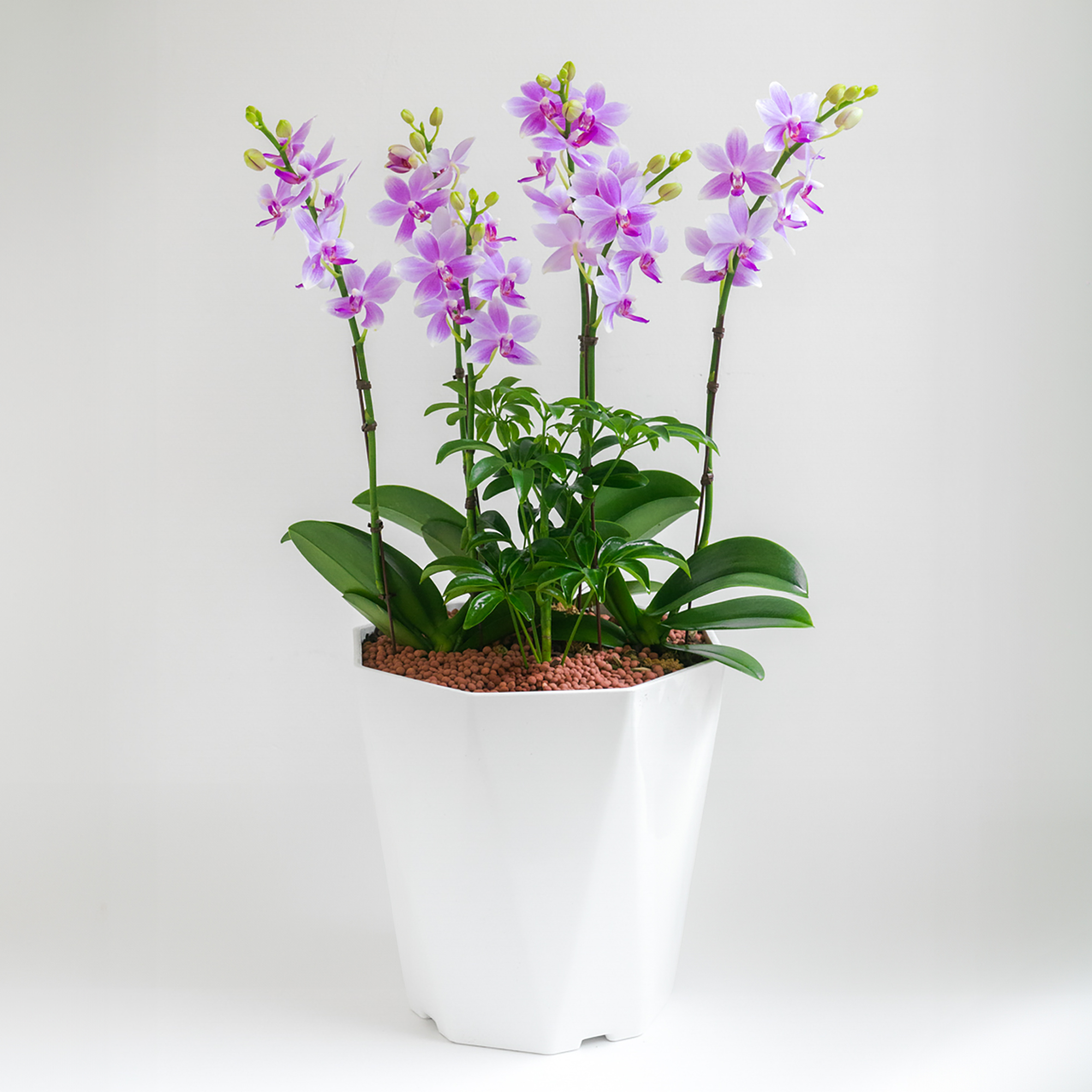 [서양란] 라이트 로제 핑크 호접란