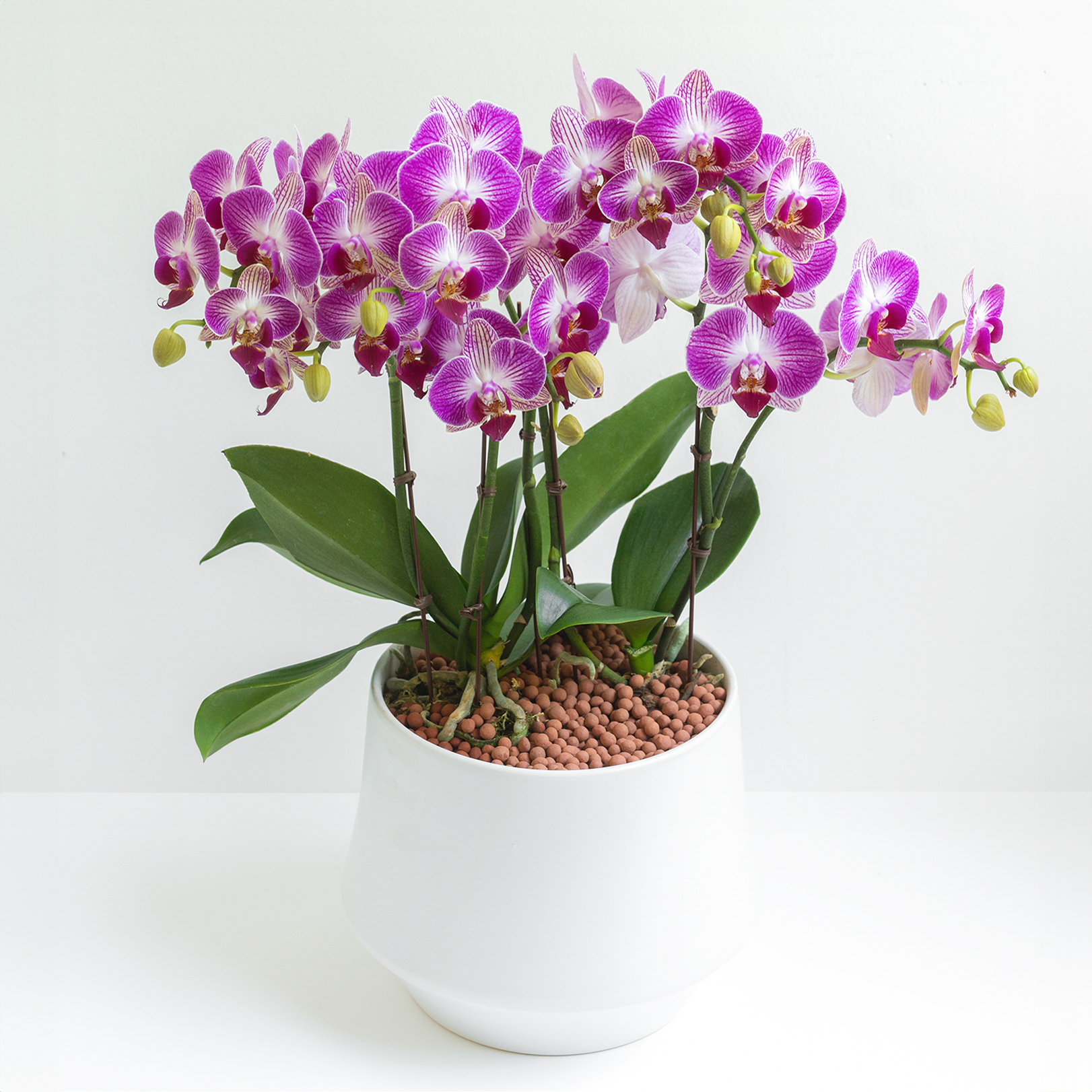 [서양란] 로제 핑크 호접란