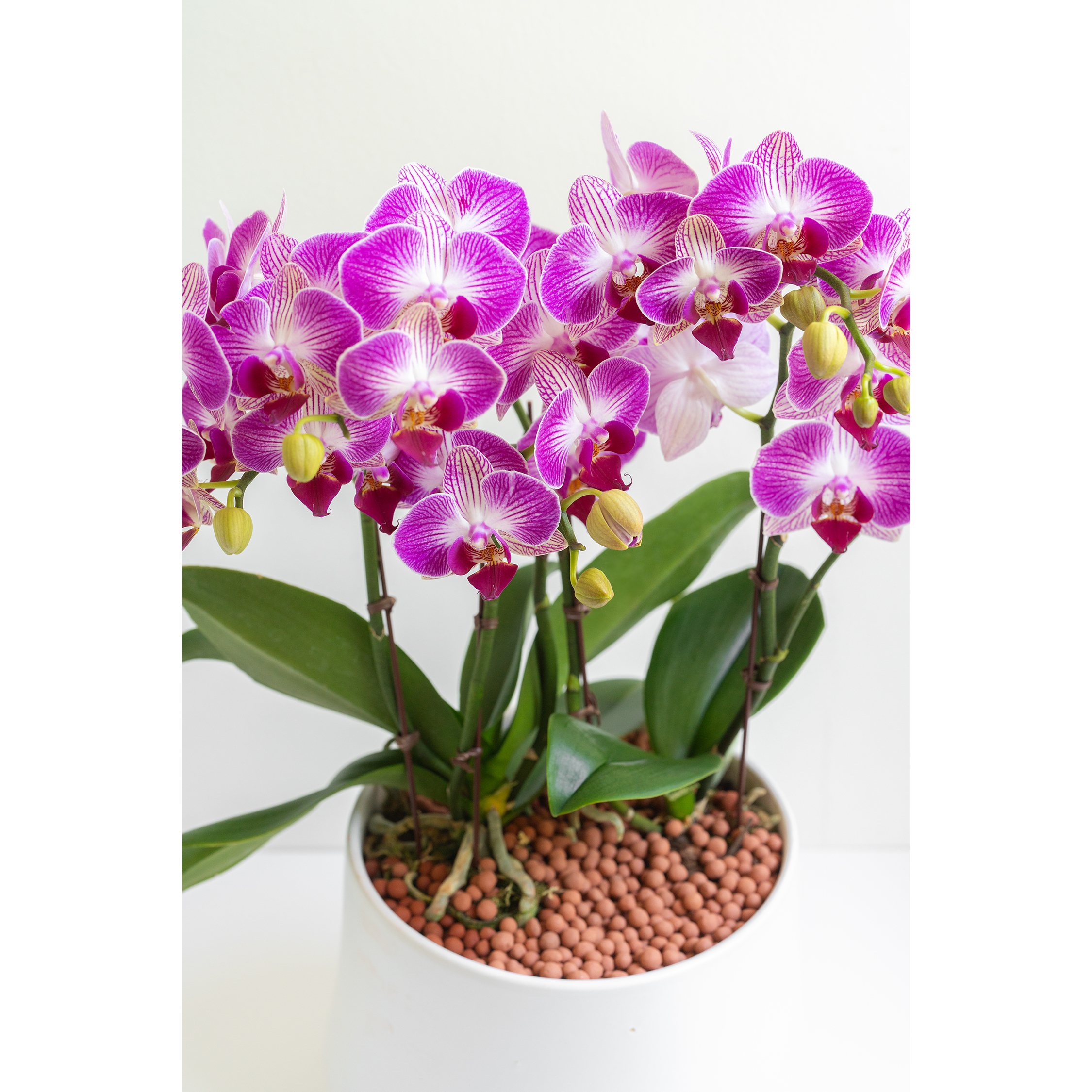 [서양란] 로제 핑크 호접란