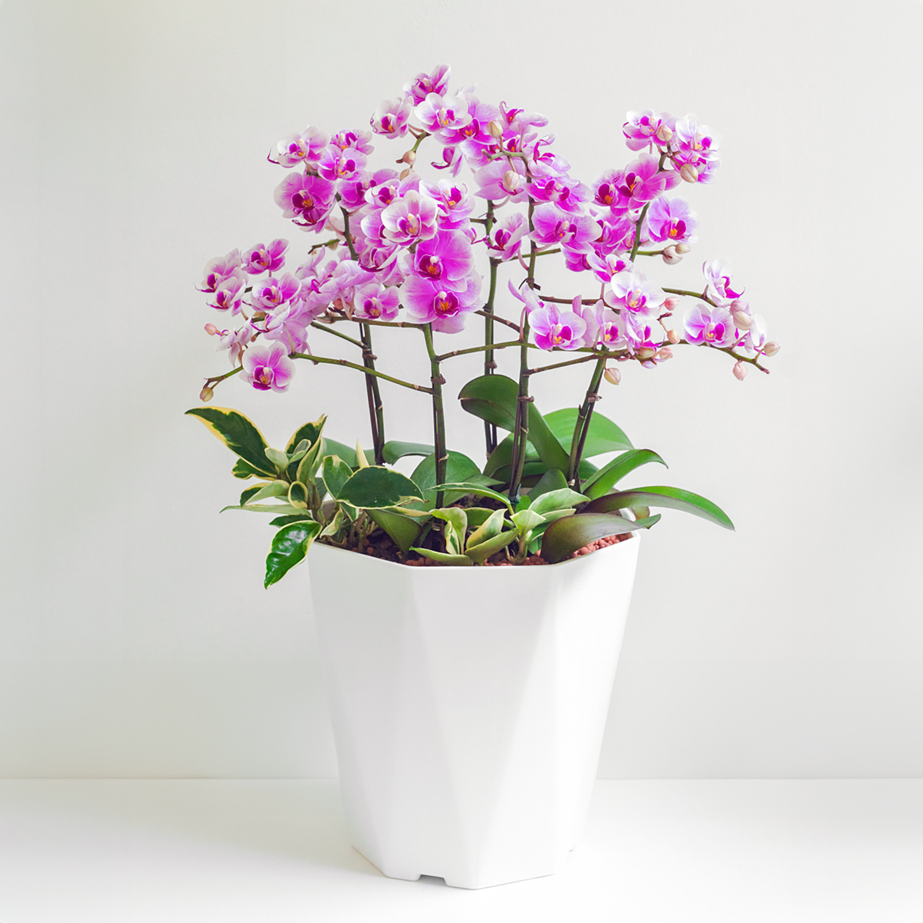 [서양란] 핑크 호접란