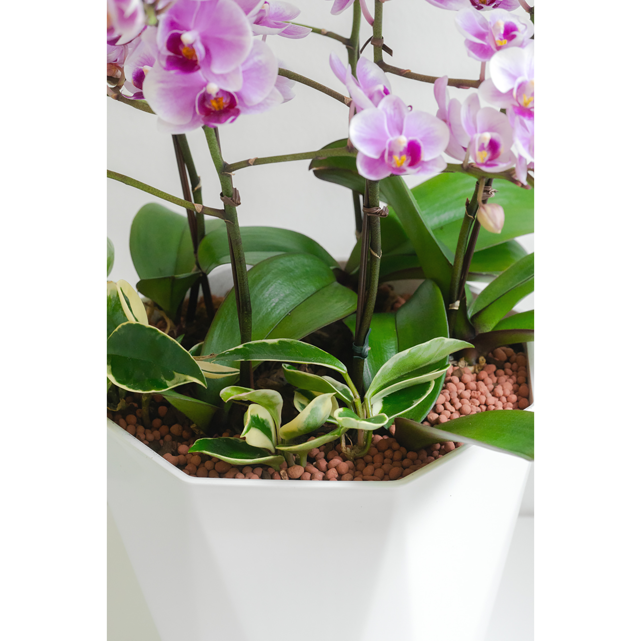 [서양란] 핑크 호접란