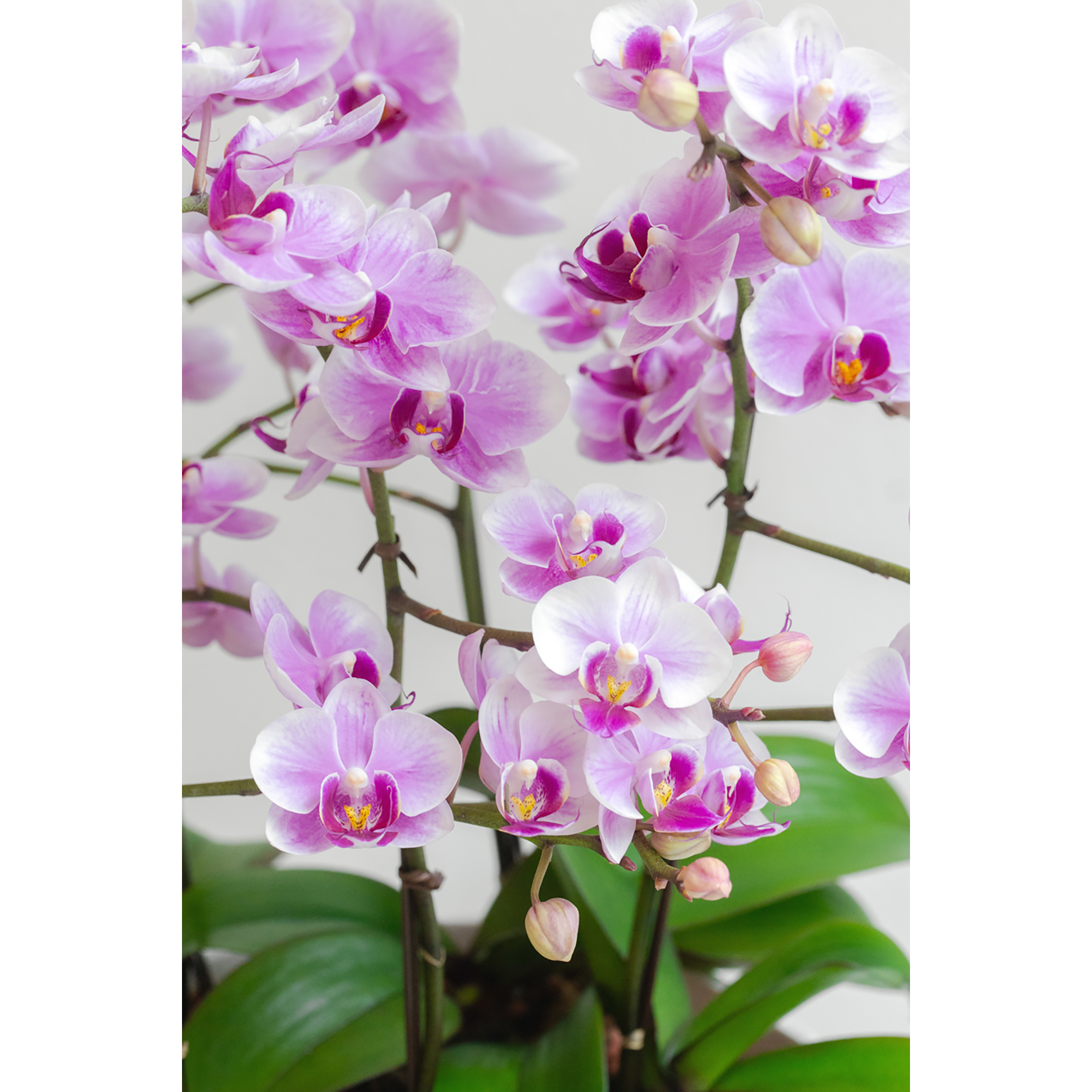 [서양란] 핑크 호접란