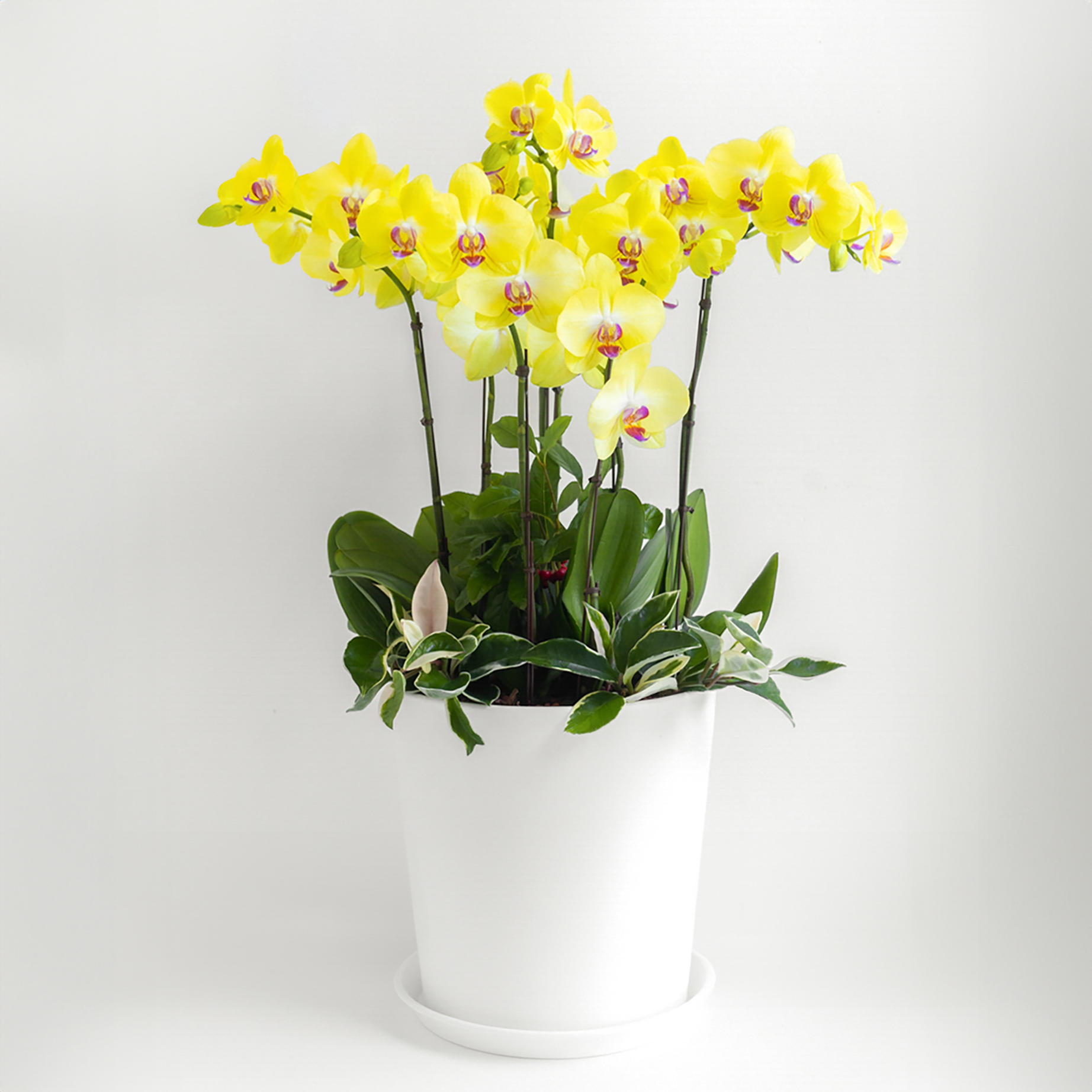 [서양란] 옐로 호접란