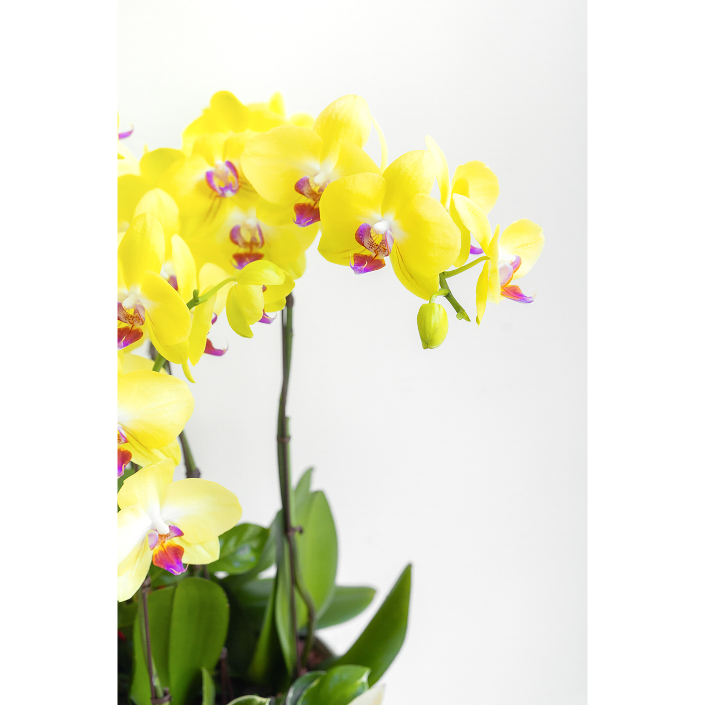 [서양란] 옐로 호접란