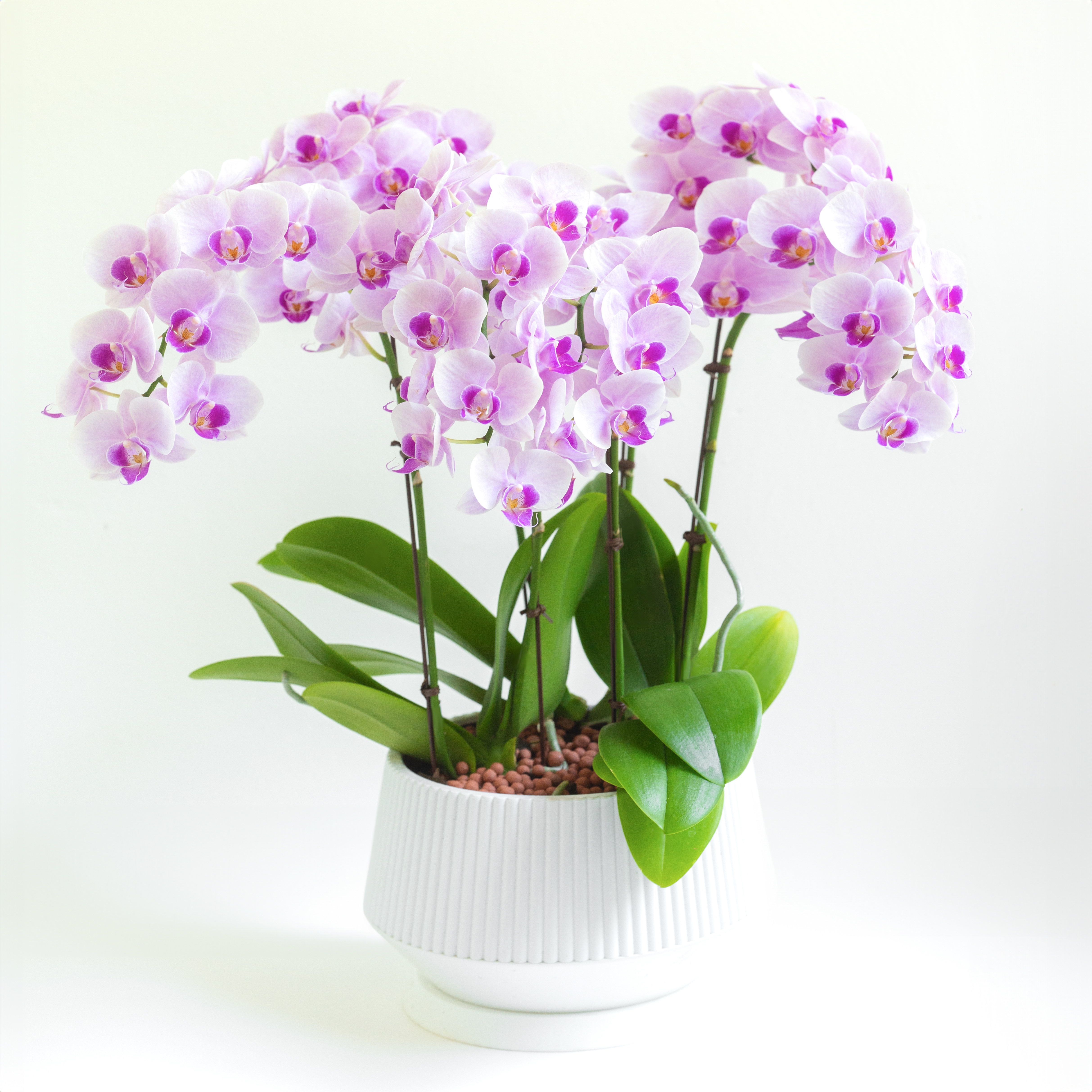 [서양란] 레이 연핑크 호접란