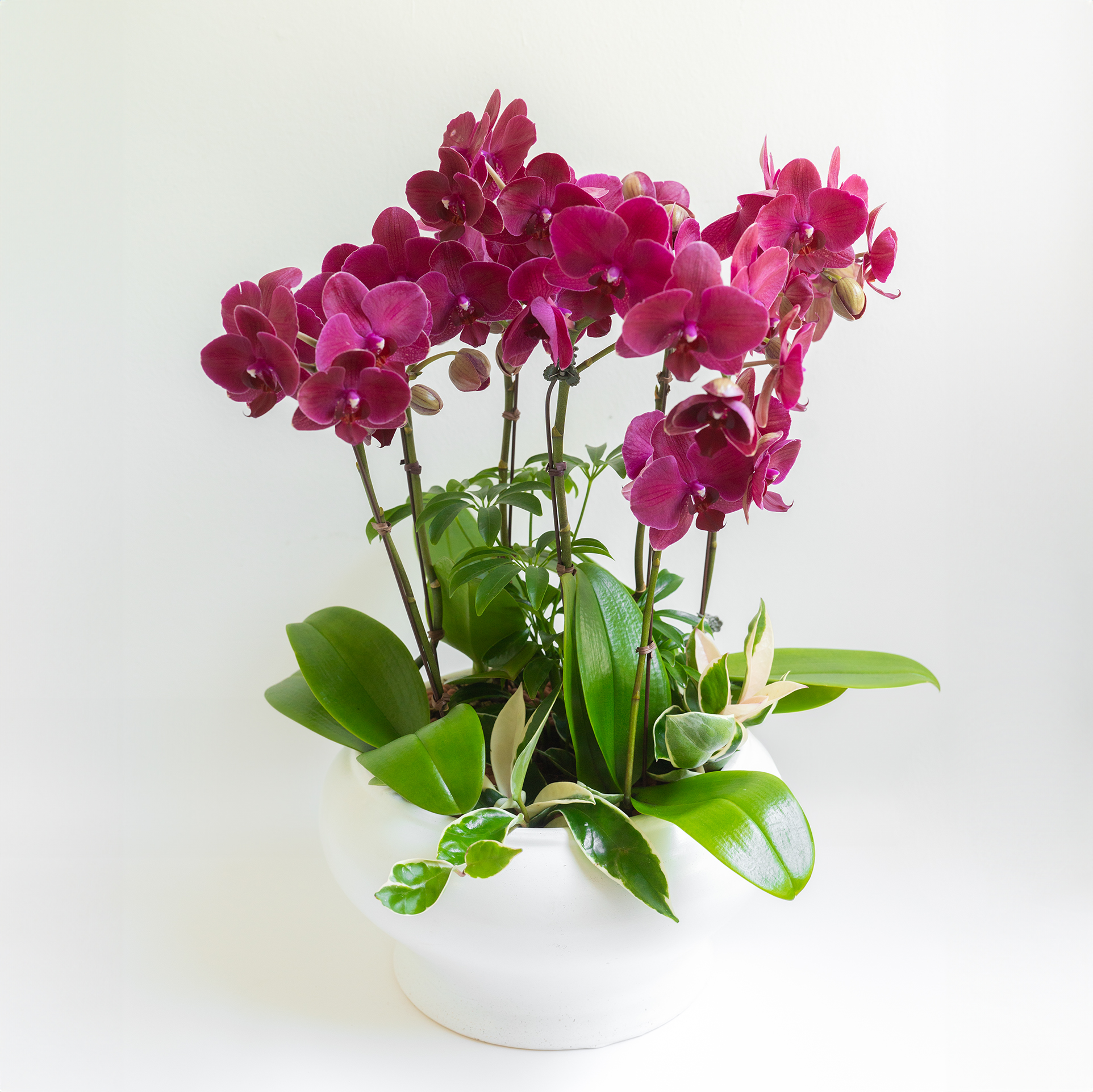 [서양란] 레드벨벳 버건디 호접란