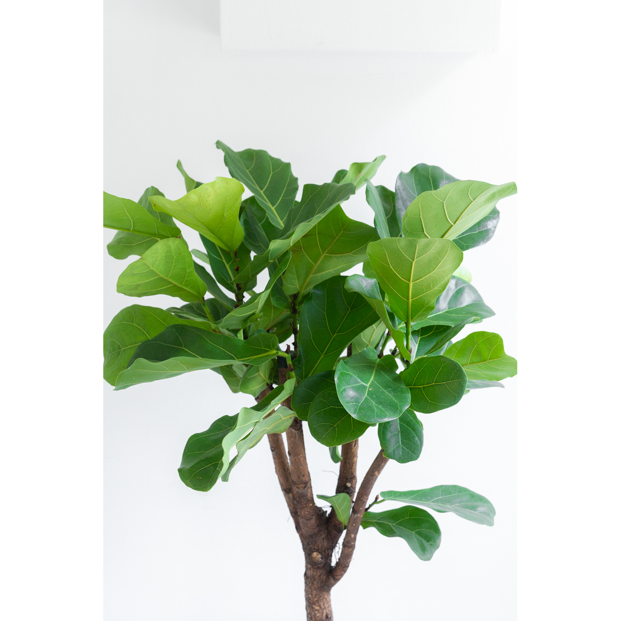 [관엽] 떡갈고무나무