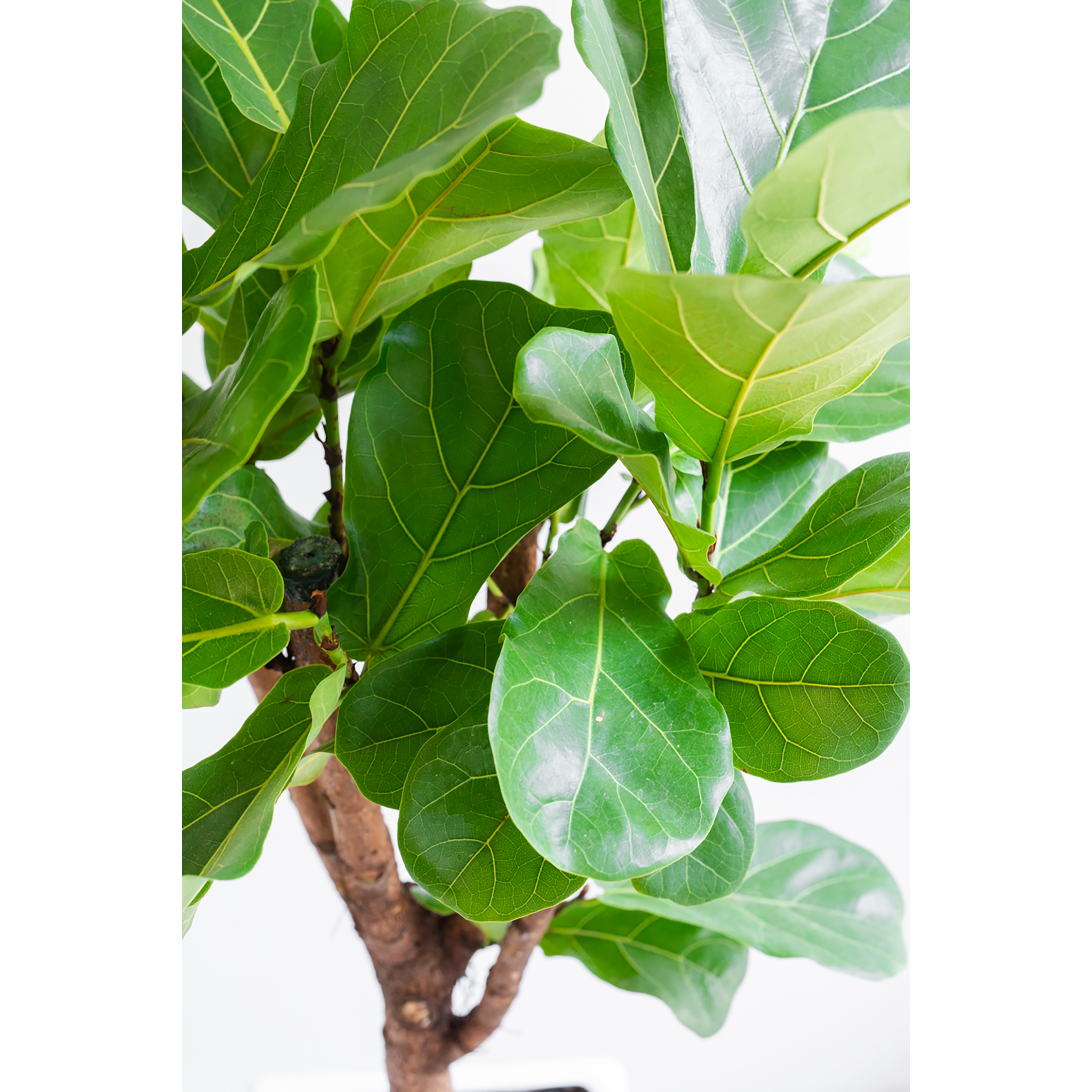 [관엽] 떡갈고무나무