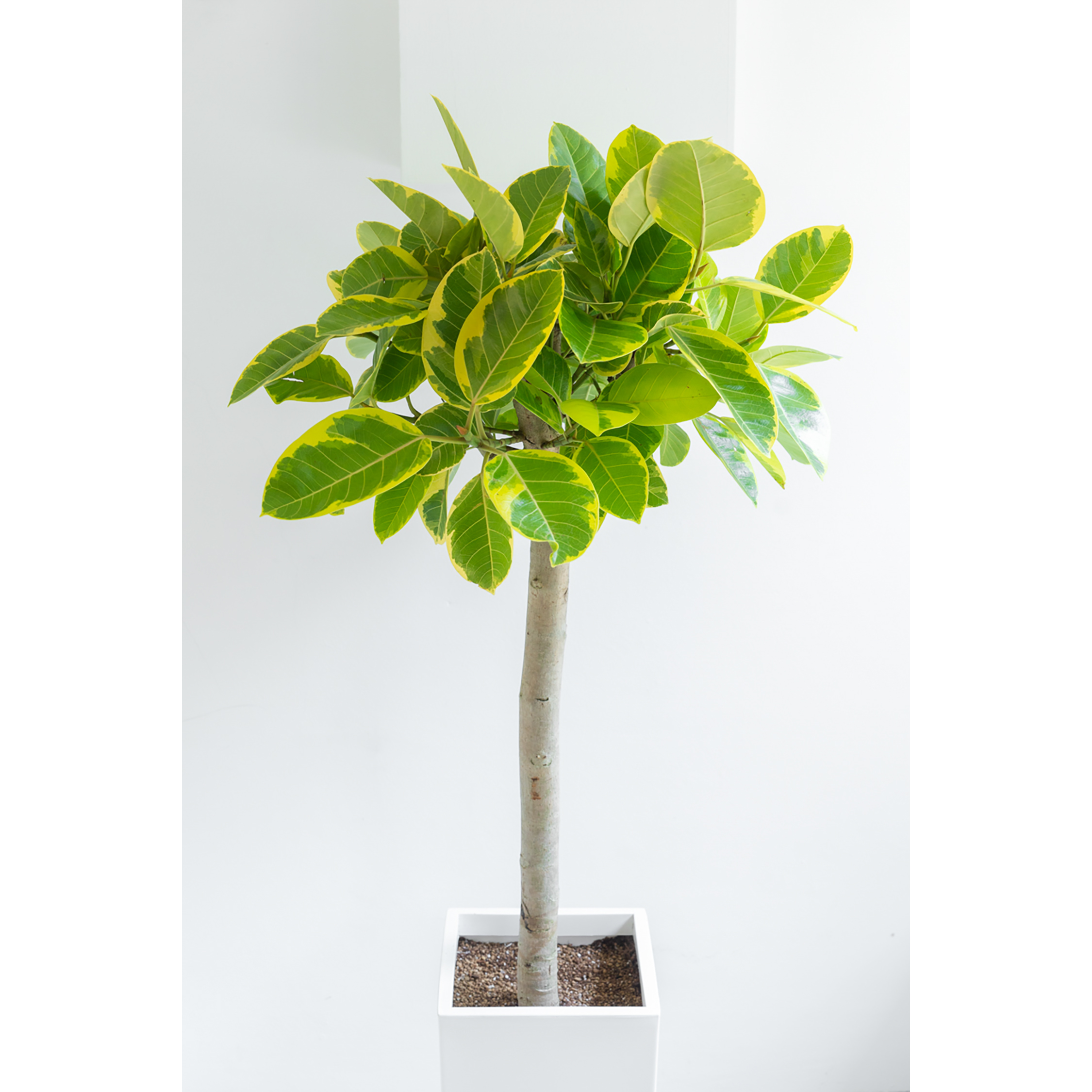 [관엽] 뱅갈 고무나무