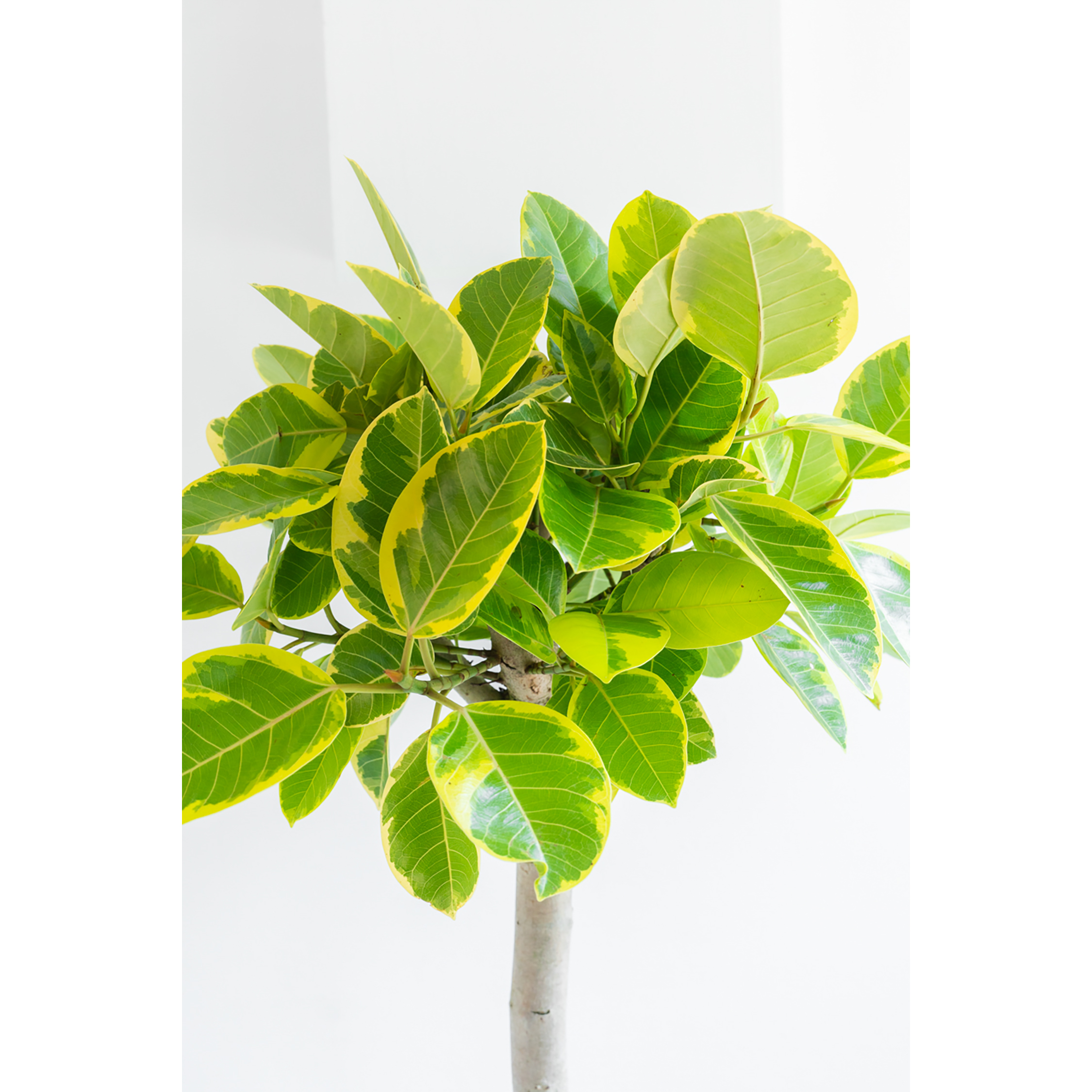 [관엽] 뱅갈 고무나무