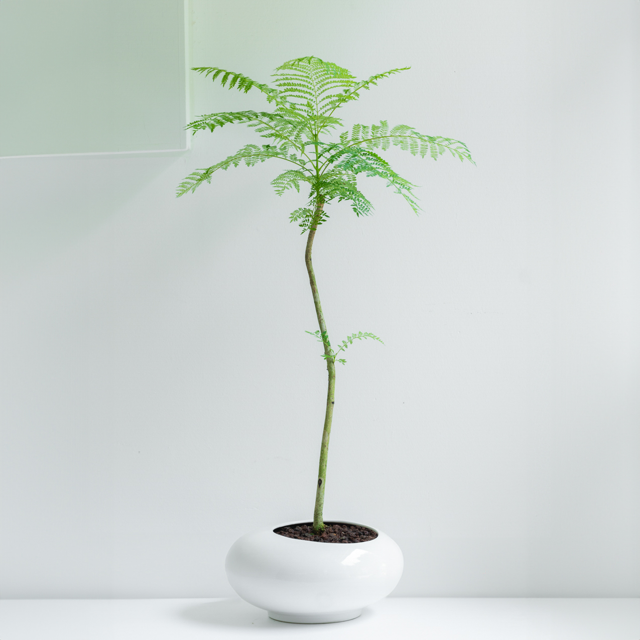 [관엽] 자카란다