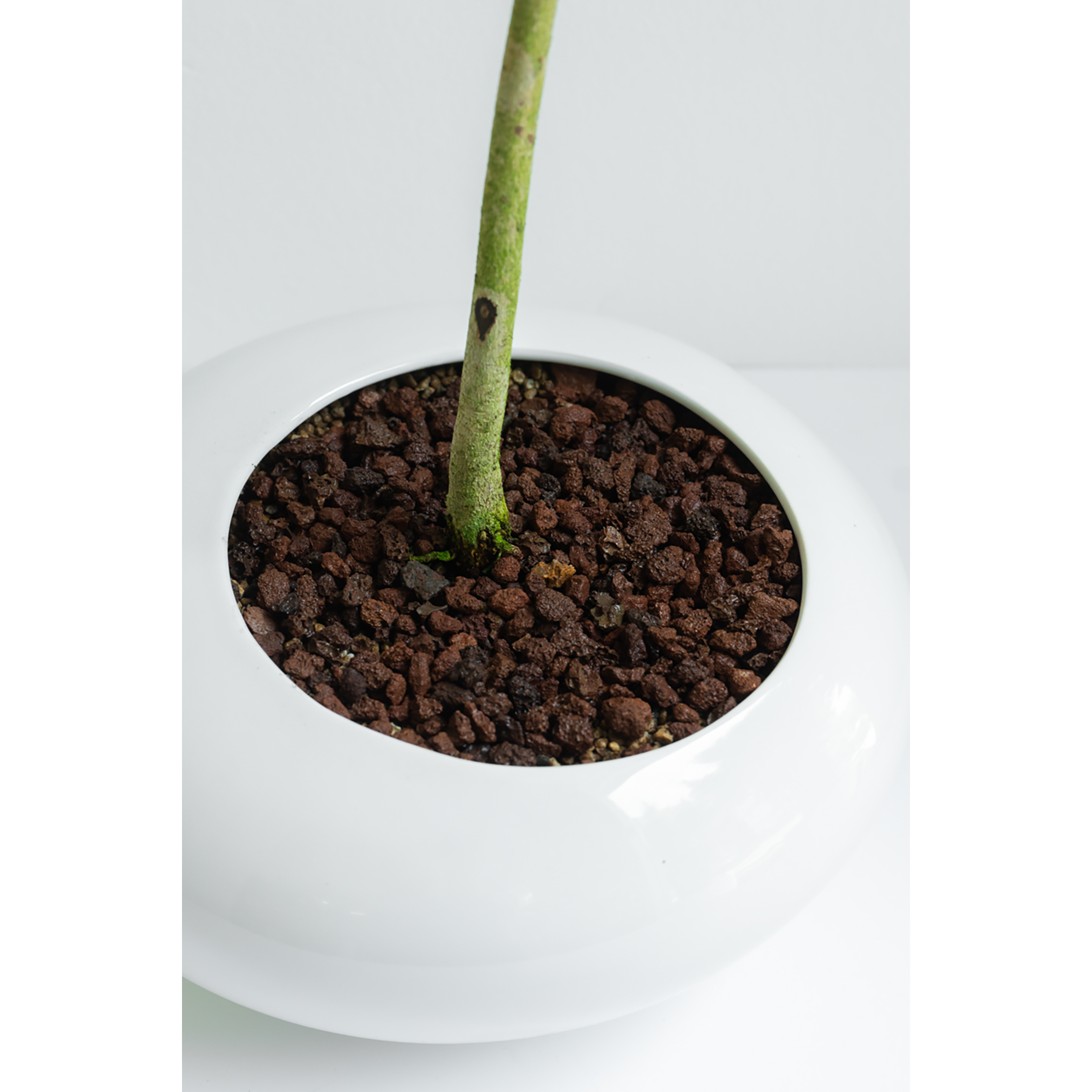 [관엽] 자카란다