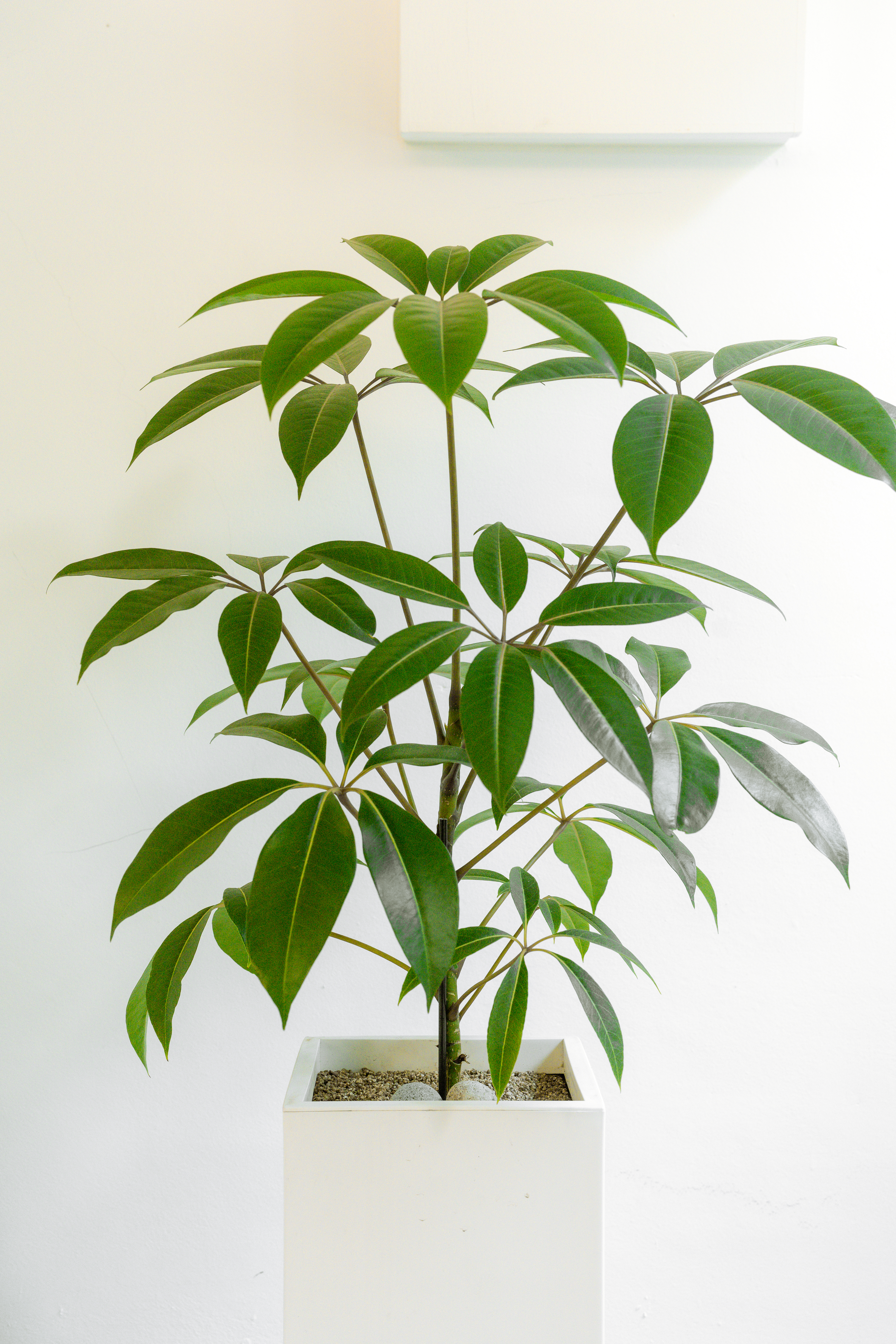 [관엽] 대엽홍콩