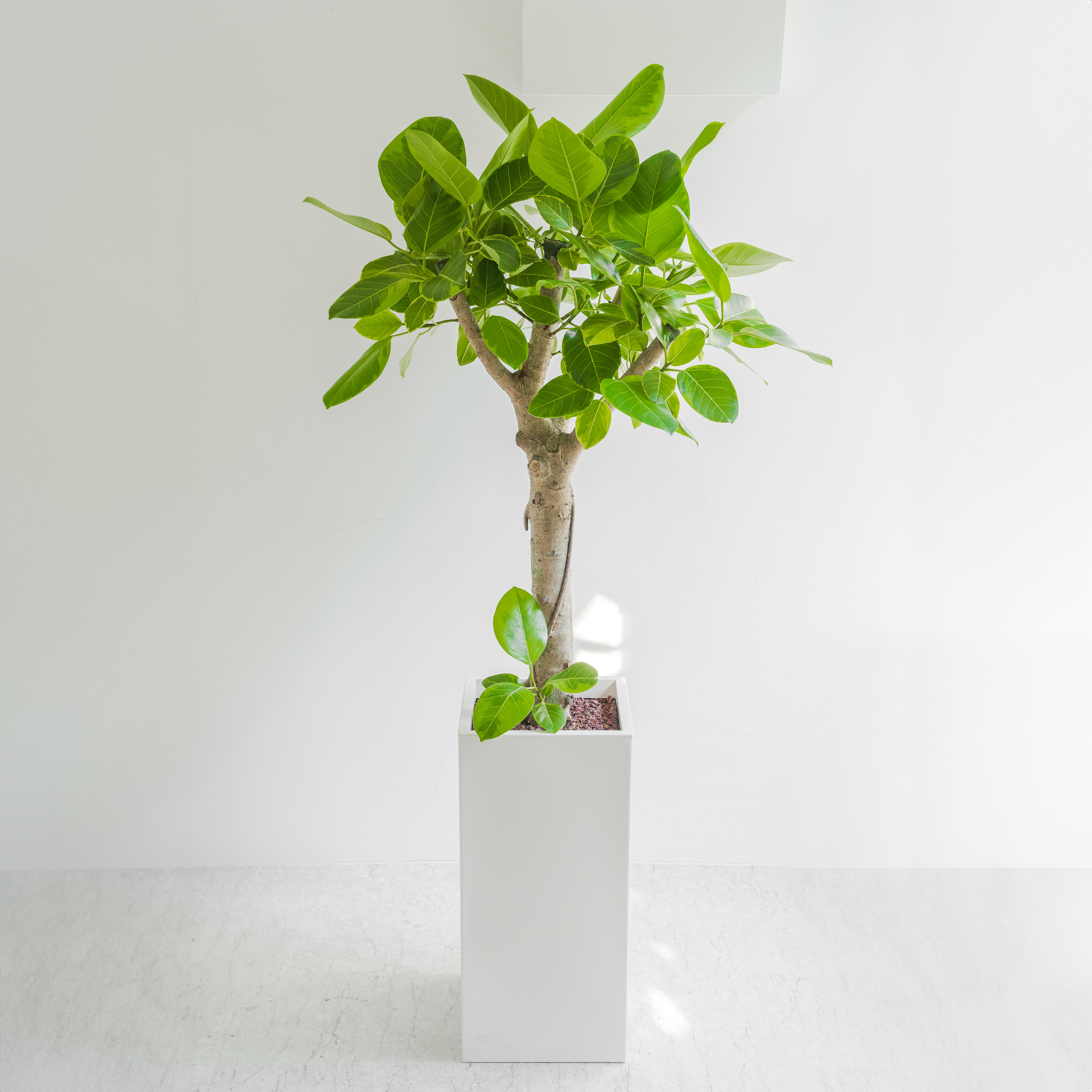 [관엽] 뱅갈고무나무