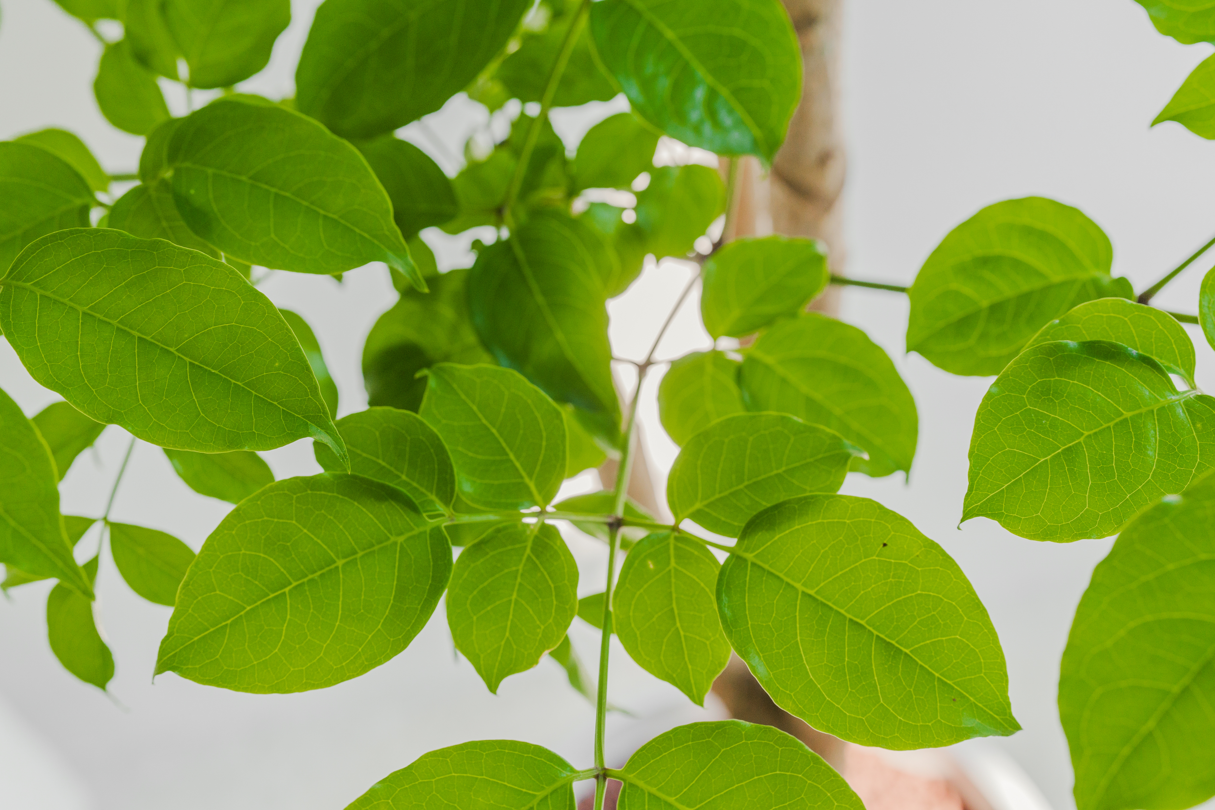 [관엽] 해피트리