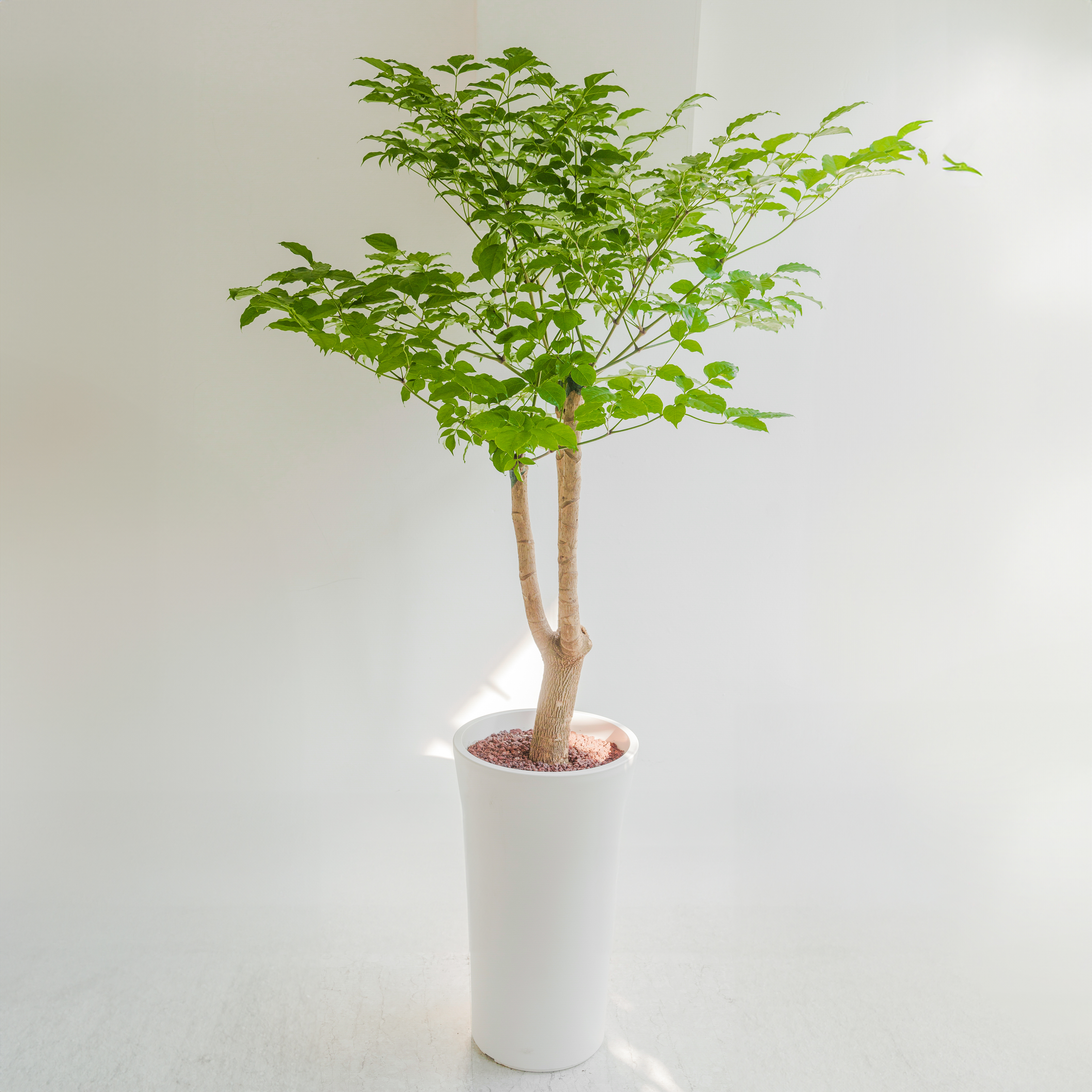 [관엽] 해피트리