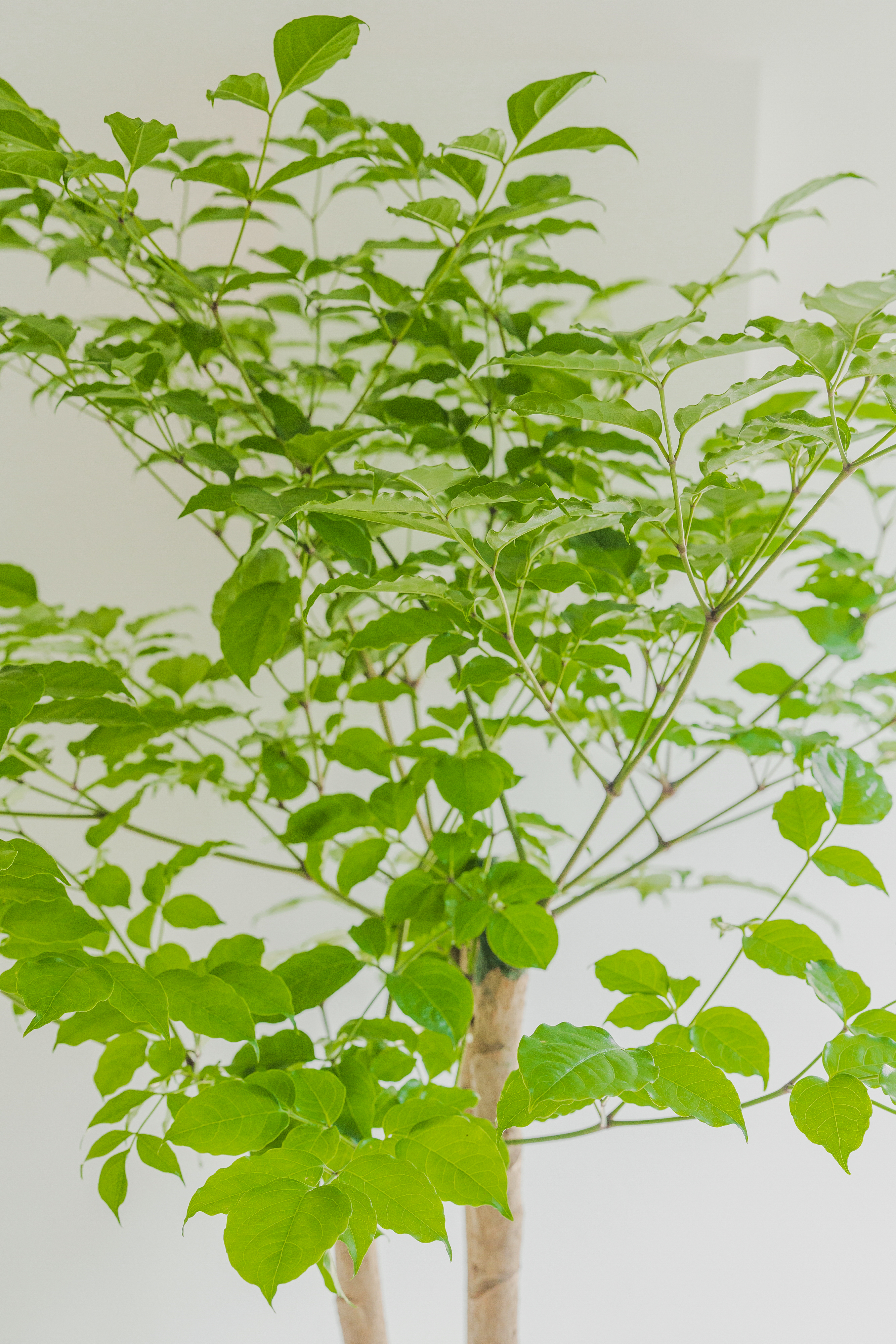 [관엽] 해피트리