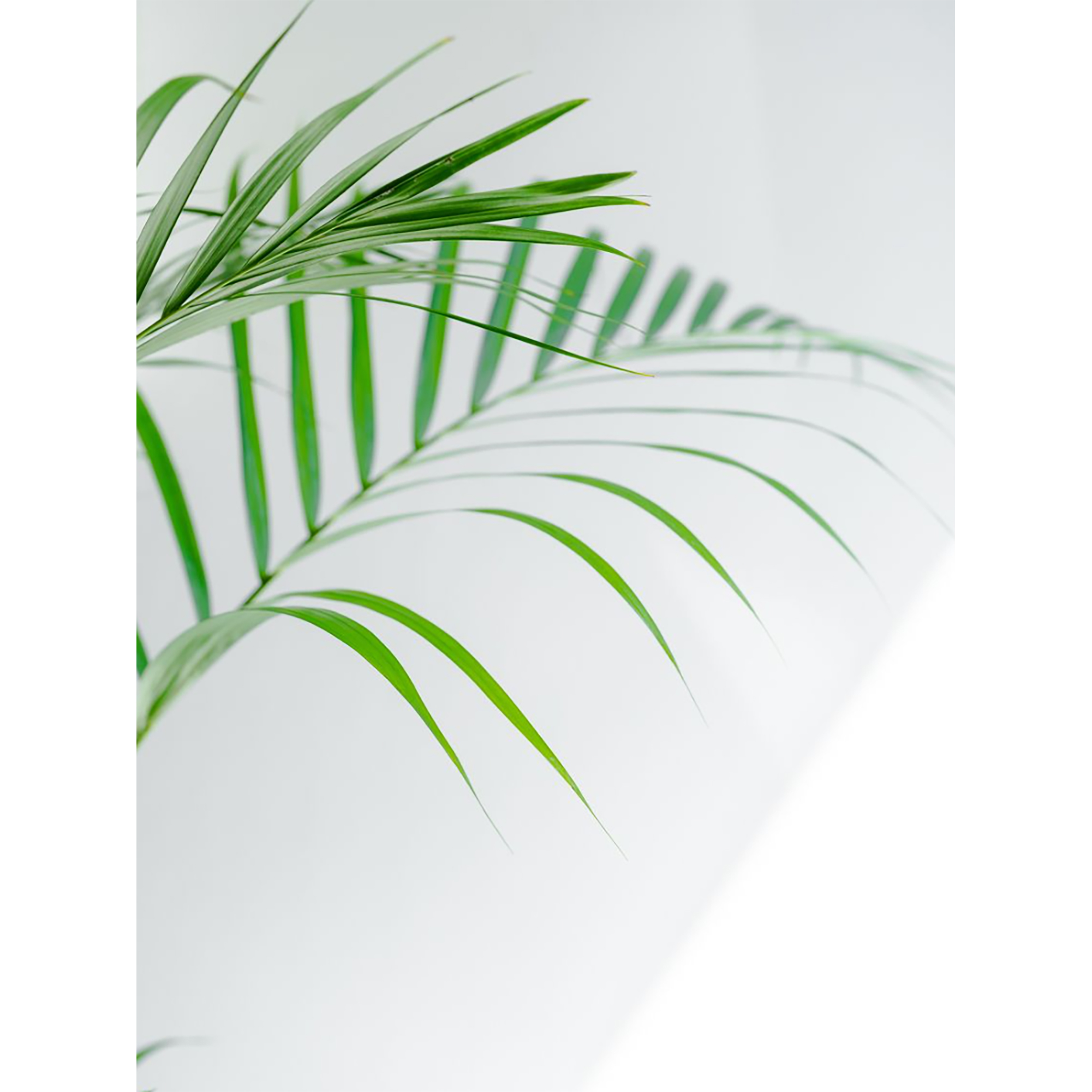 [관엽] 아레카야자