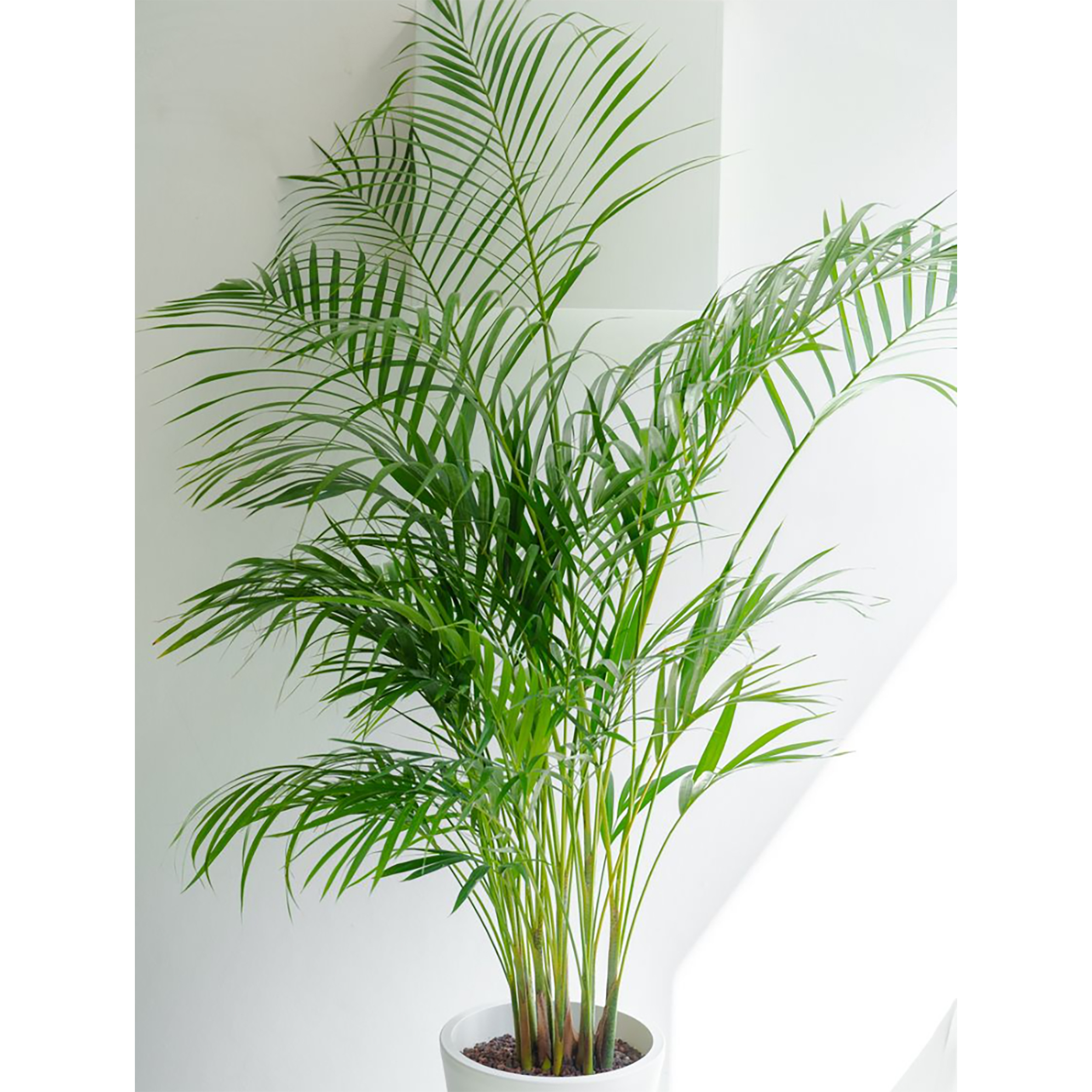 [관엽] 아레카야자