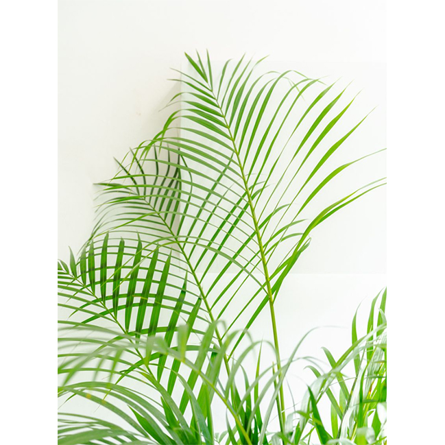 [관엽] 아레카야자