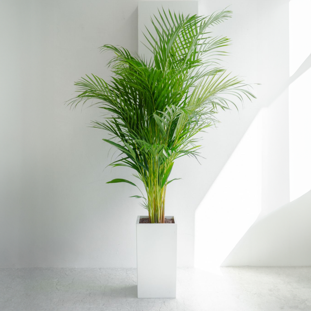 [관엽] 아레카야자