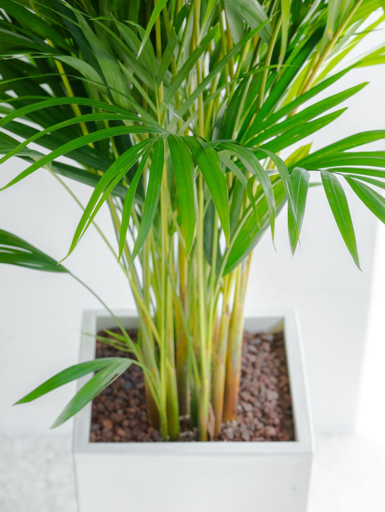 [관엽] 아레카야자