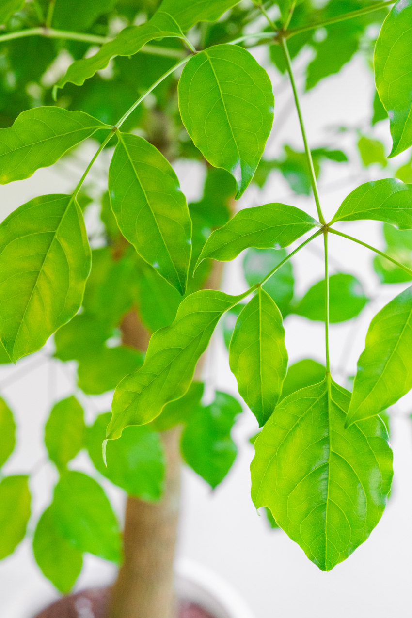 [관엽] 해피트리